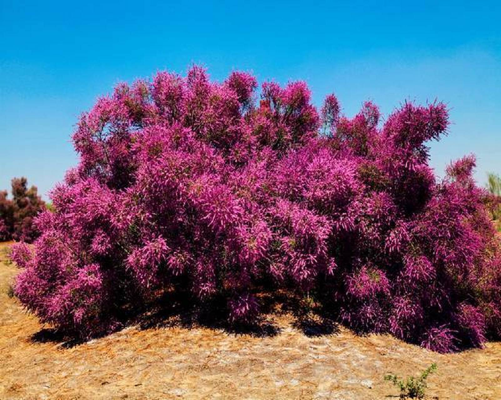 【红柳娃】 乌鲁木齐的深山中,牧马人经常见到小人,高一尺光景