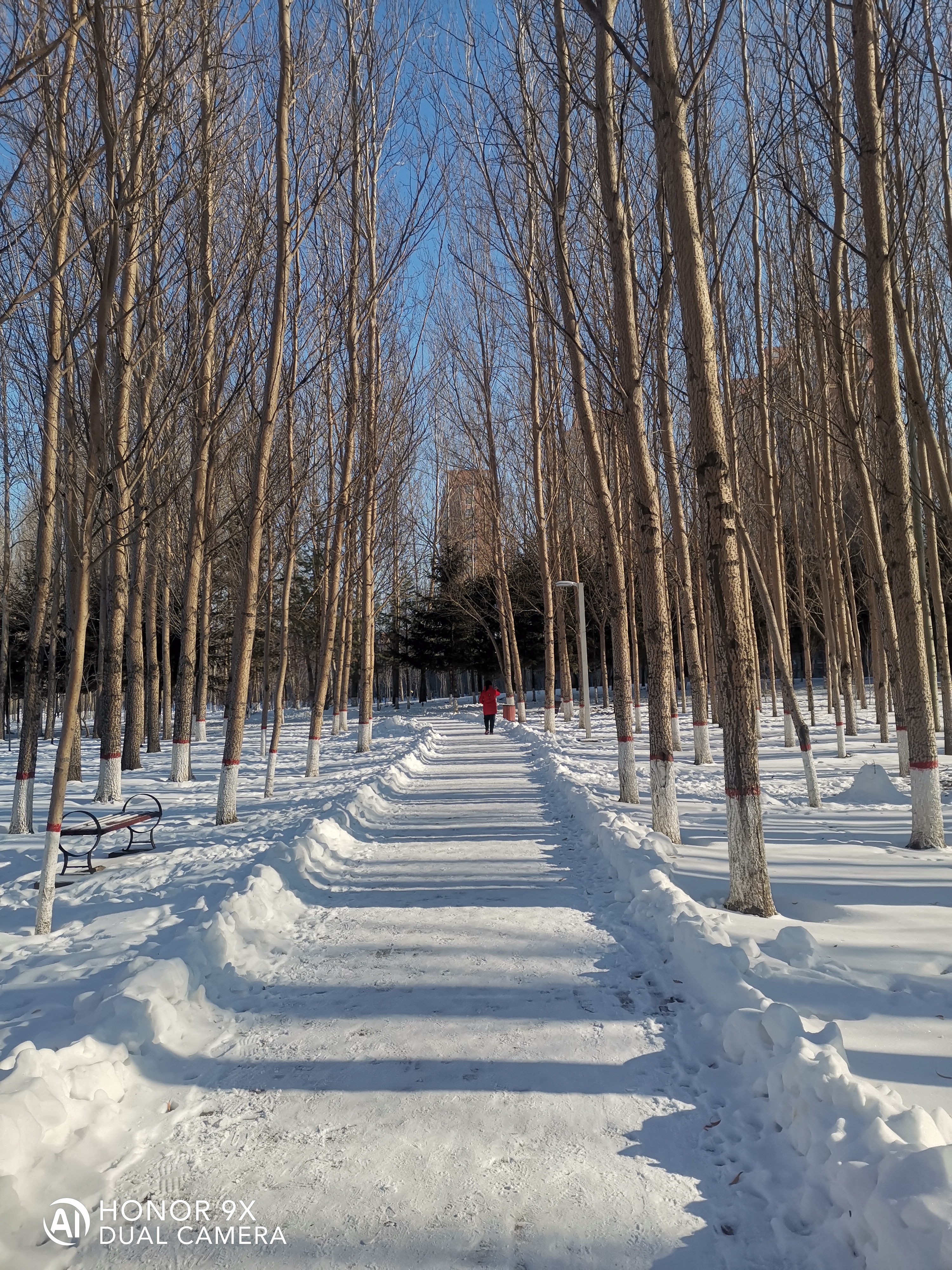 东北下雪照片图片