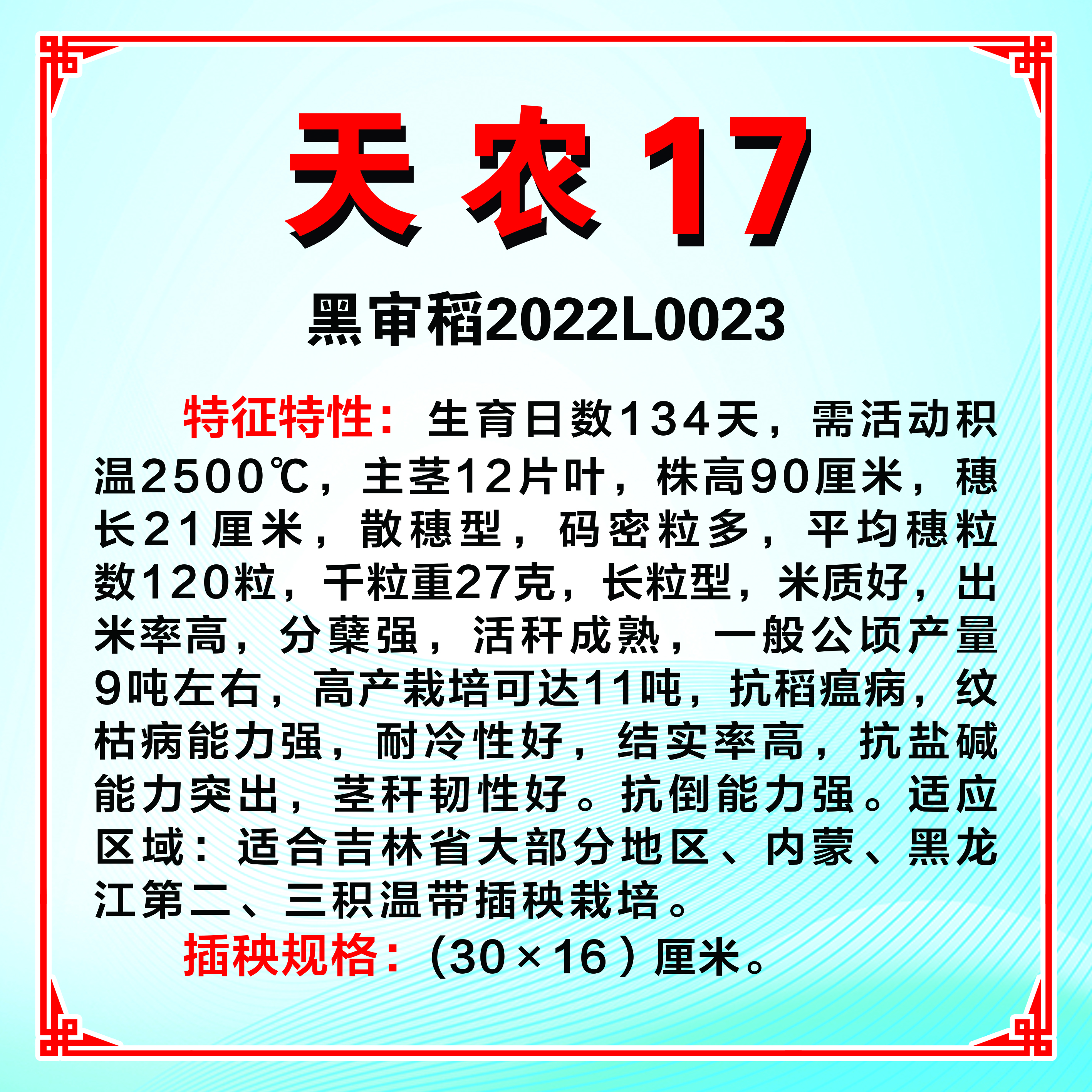 乾稻7号水稻品种简介图片