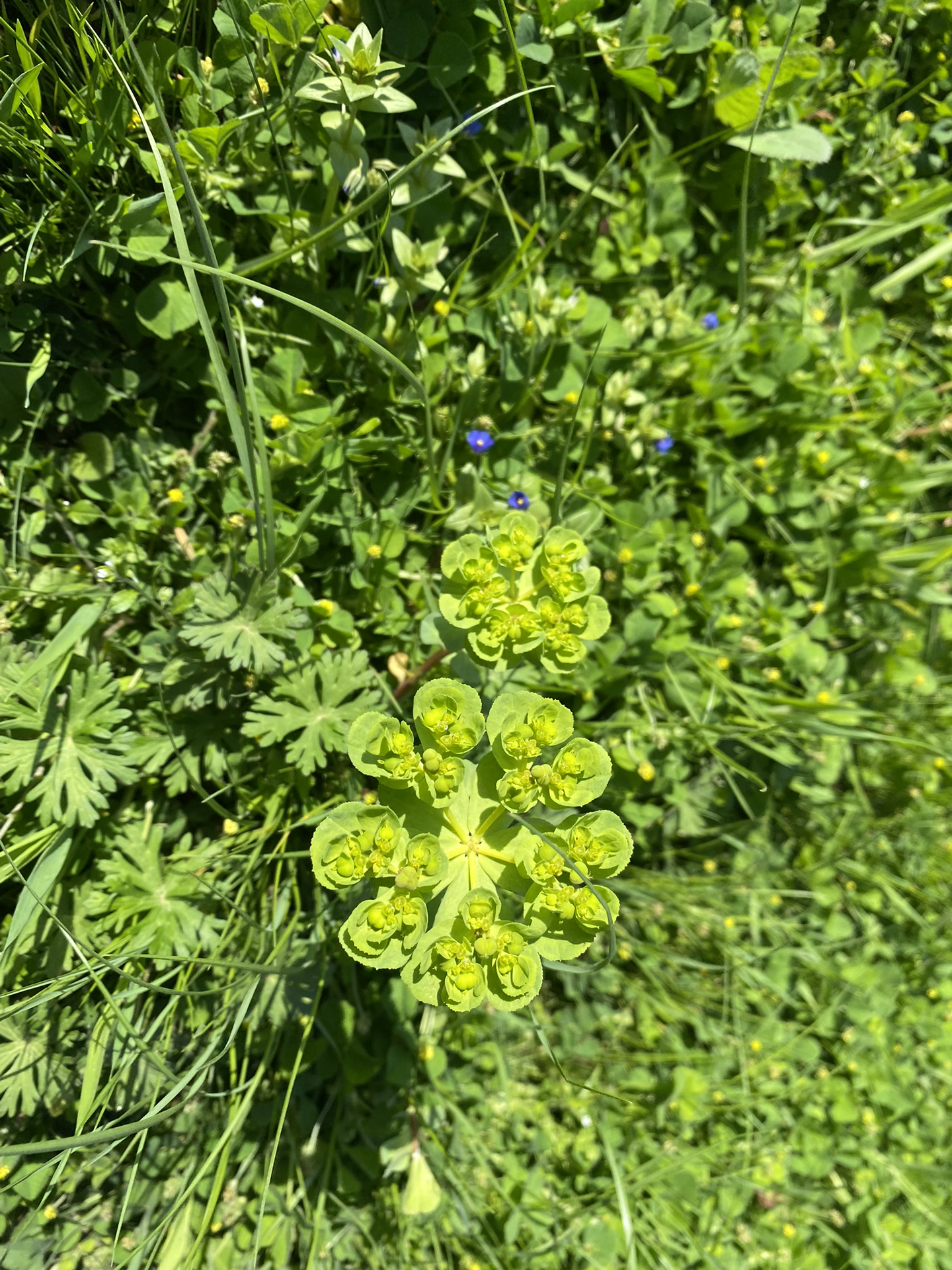 毒麦草图片