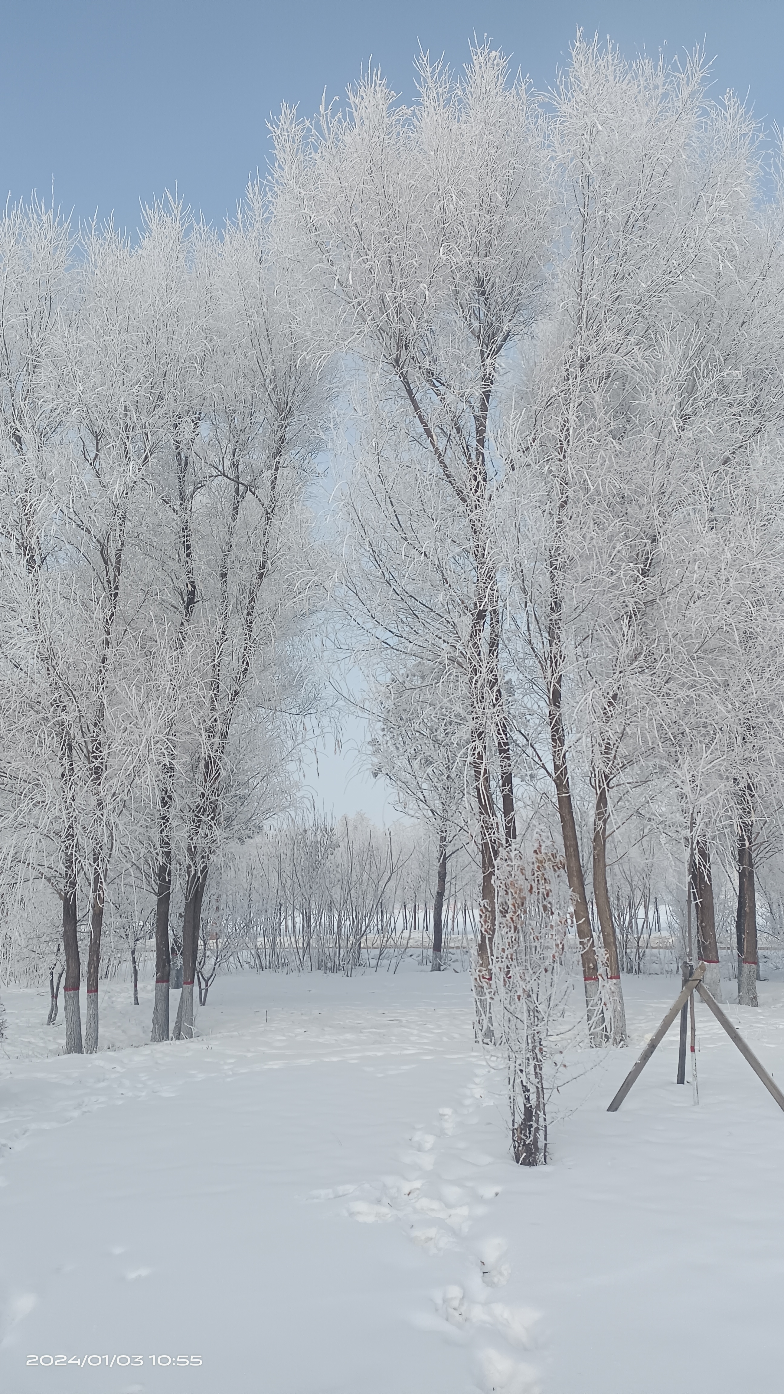 柳树结银花,松柏绽银菊 一夜雪后,千树万树梨花开.