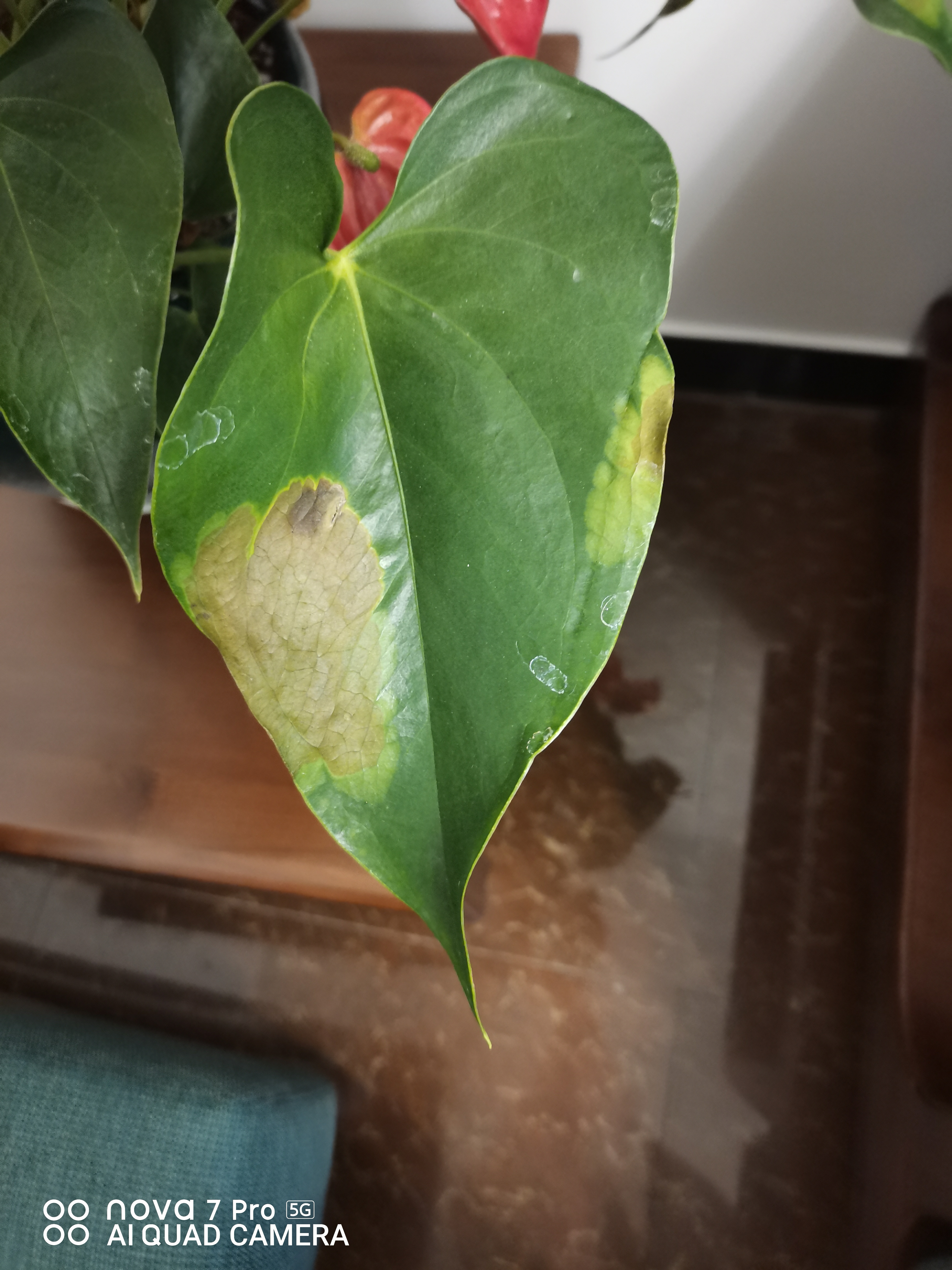 我的红掌生病了求医