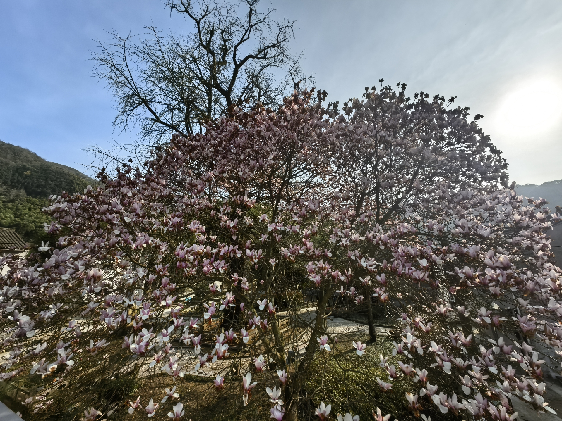 谁偷走我的七星海棠?