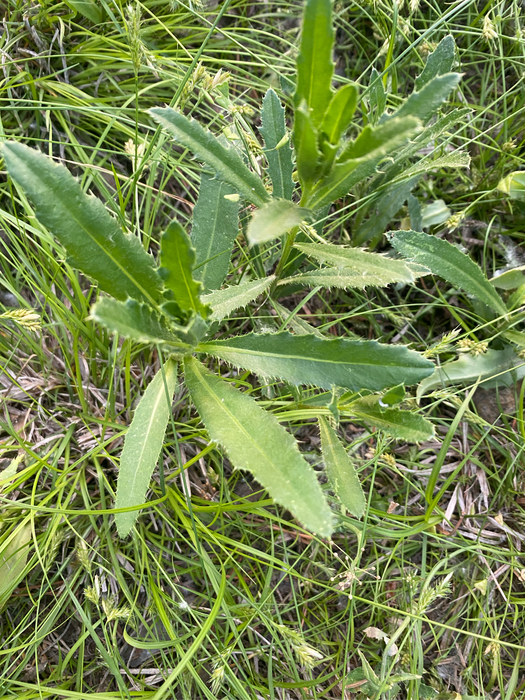 叫女朋友挖野菜