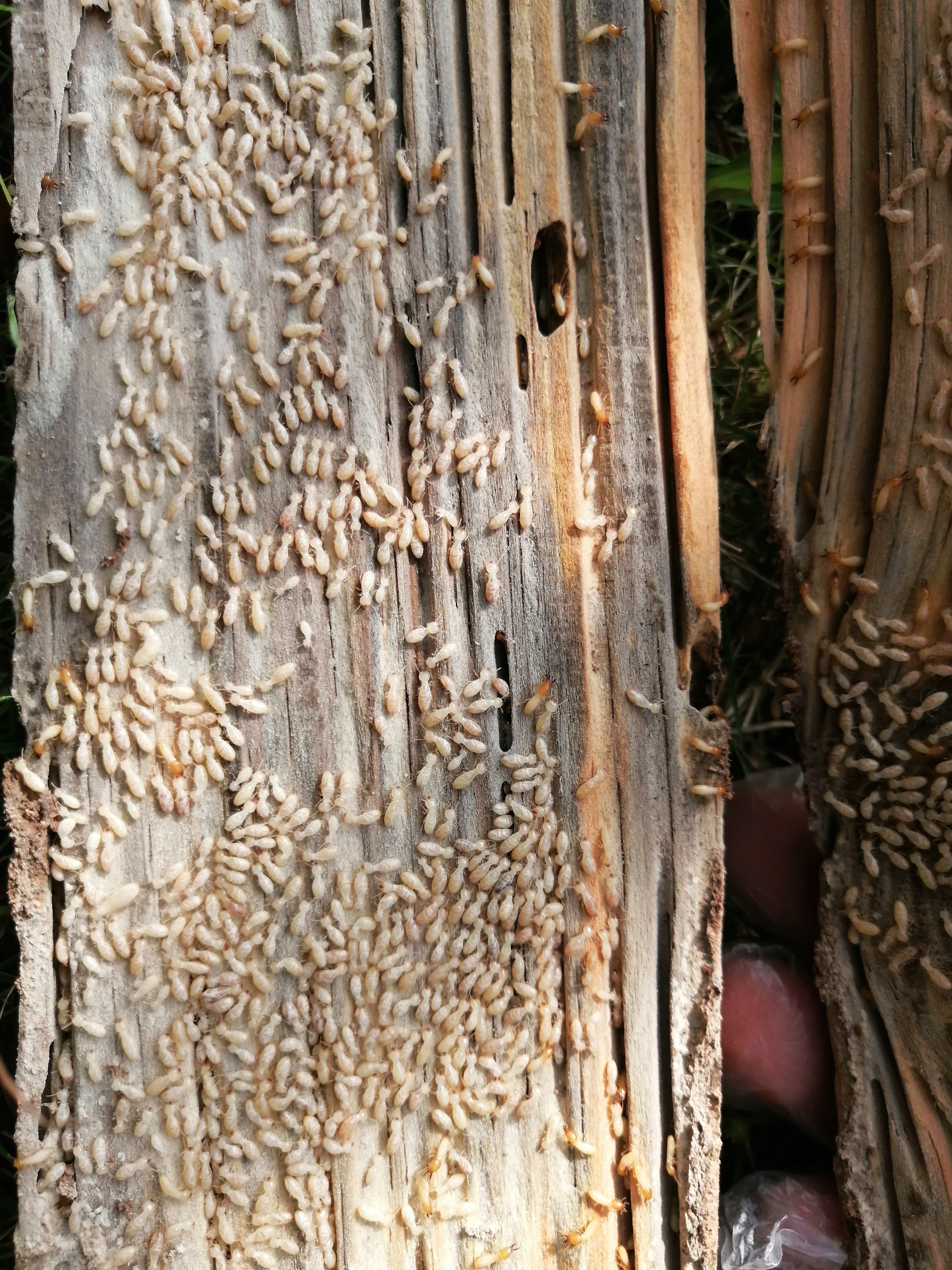 如此可见,白蚁防治直接关系到水库堤坝的安全运行和我国经济健康发展