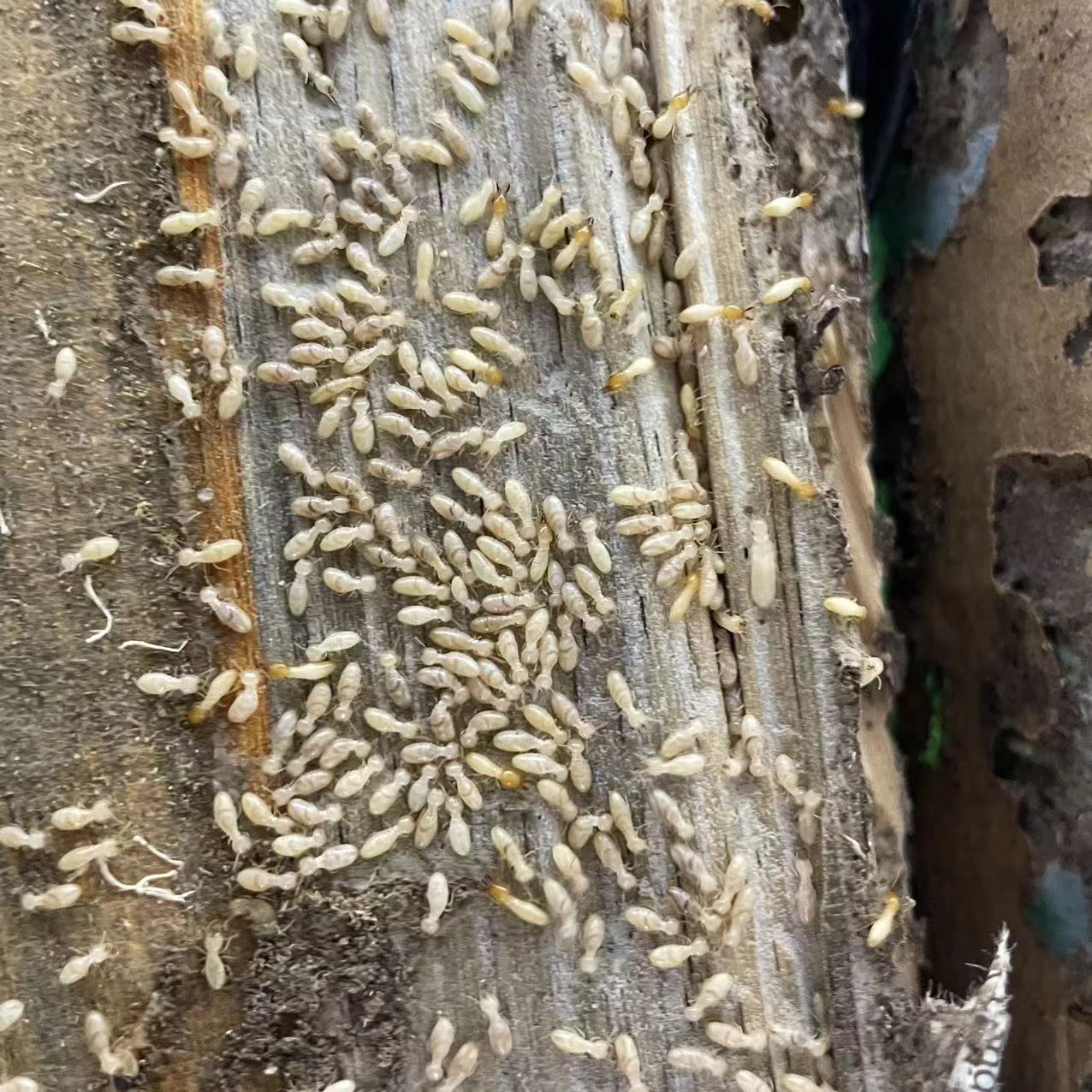 深圳除蟑螂攻略：打造无虫害健康居所