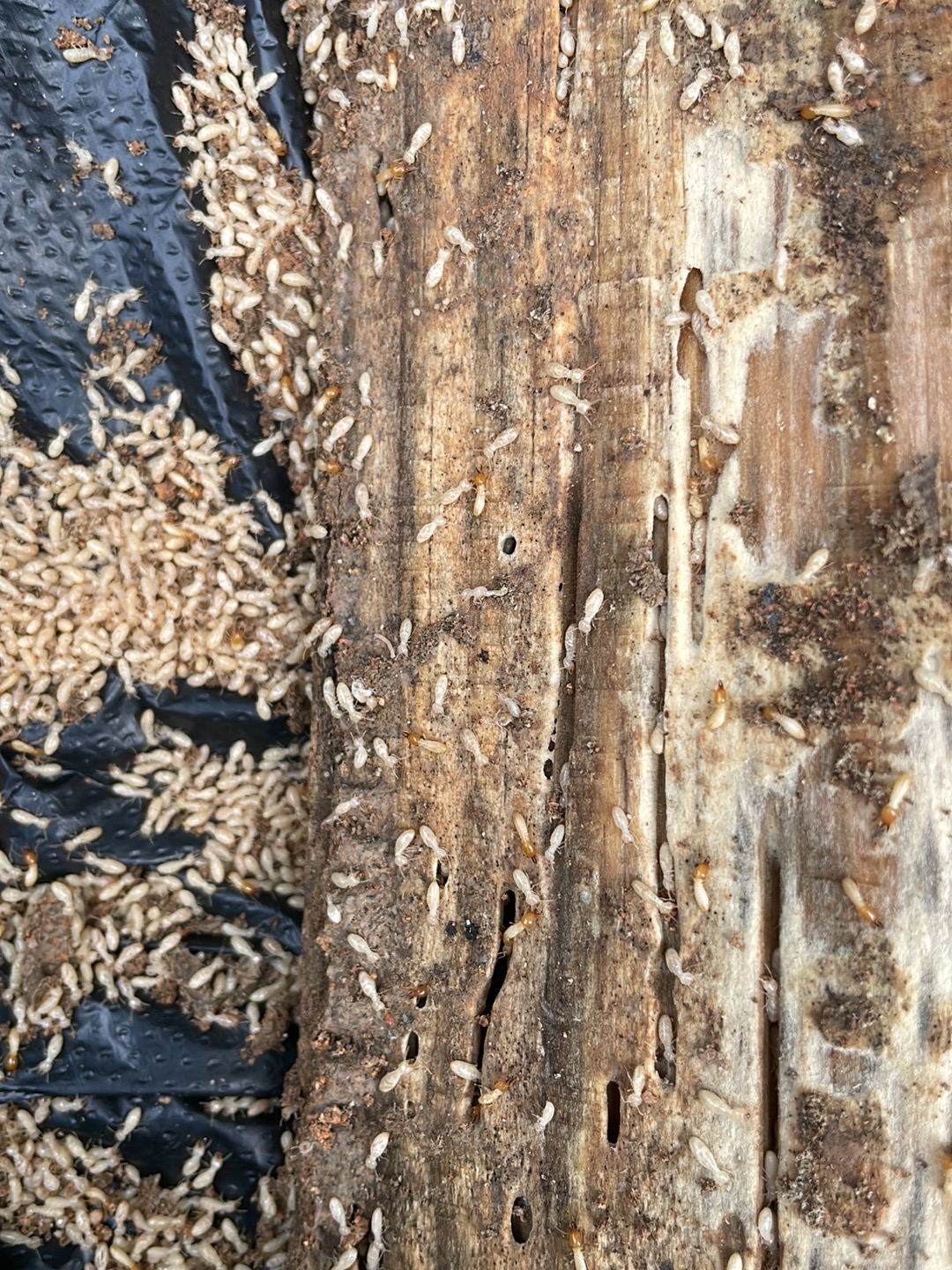 深圳市深房白蚁防治中心技术人员提醒各位市民,白蚁又称白蚂蚁,涨水蚁