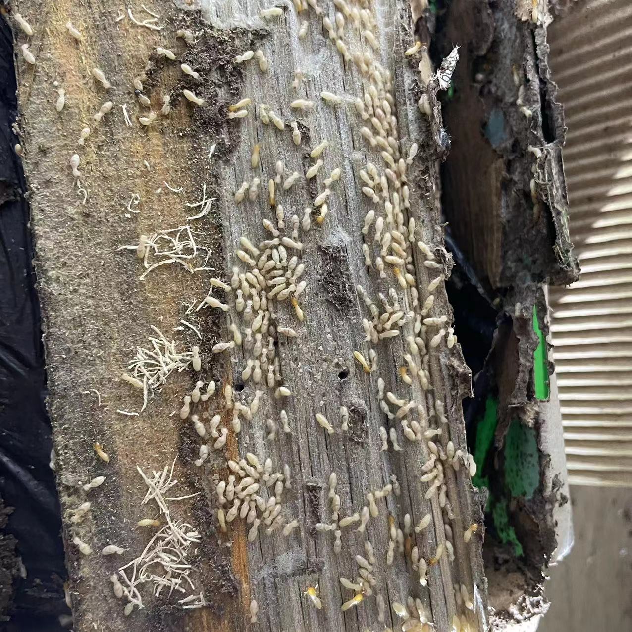 深圳白蚁防治