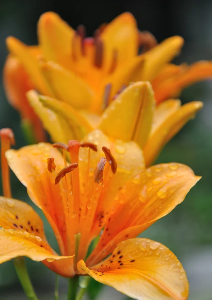 雨中的百合花图片