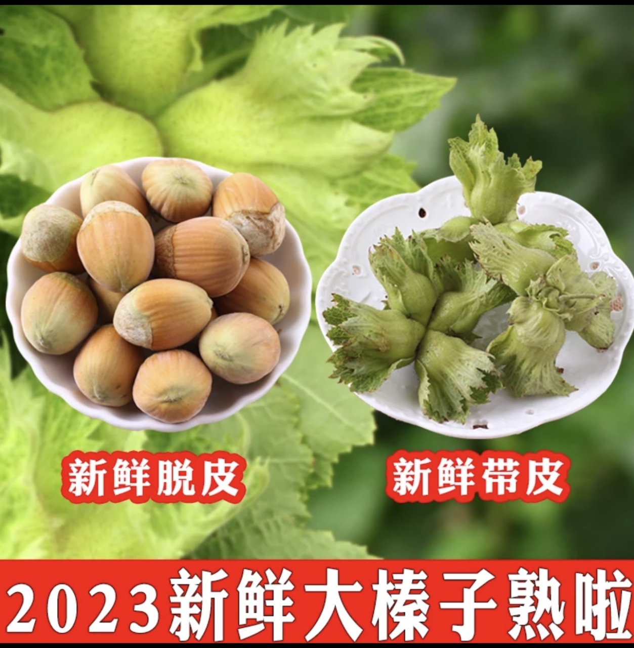 今天收到了吉林的朋友送来的青皮大榛子,简直是太开心了!