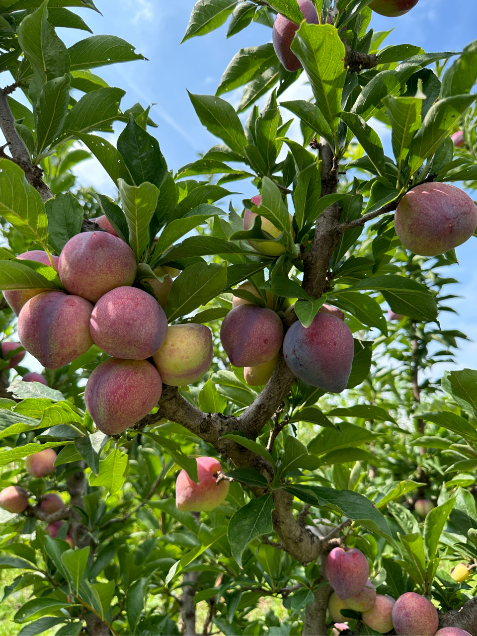 今天的吉盛李子一如既往地美味,一口咬下,汁水四溢,甜酸交融,仿佛尝到
