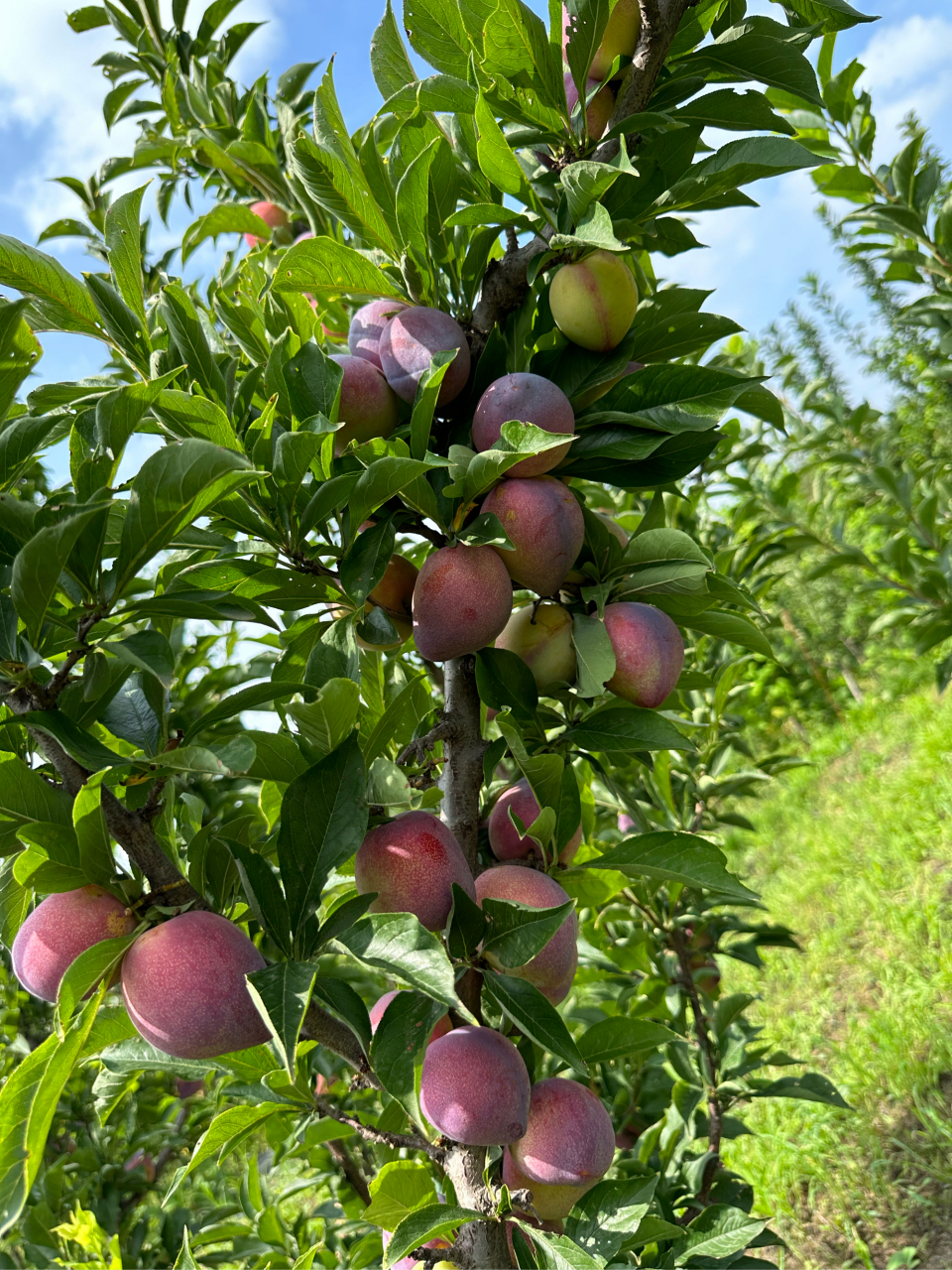 今天的吉盛李子一如既往地美味,一口咬下,汁水四溢,甜酸交融,仿佛尝到