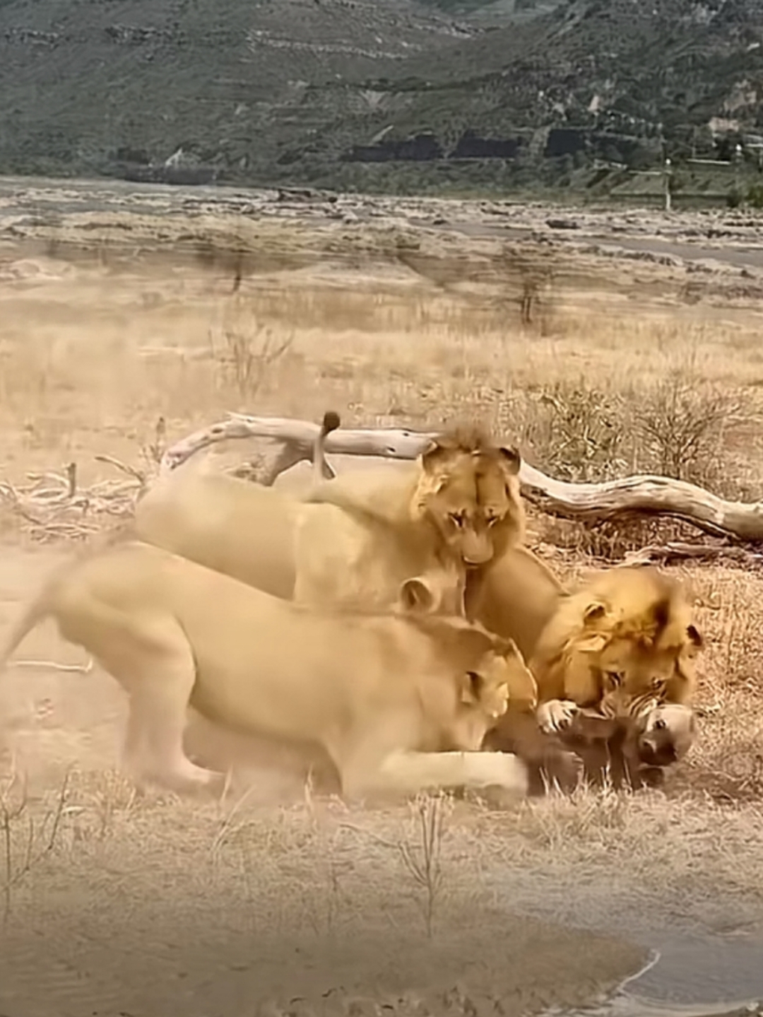 感觉心里暖暖的,仿佛又回到了那个无忧无虑的童狮子小时候的图片