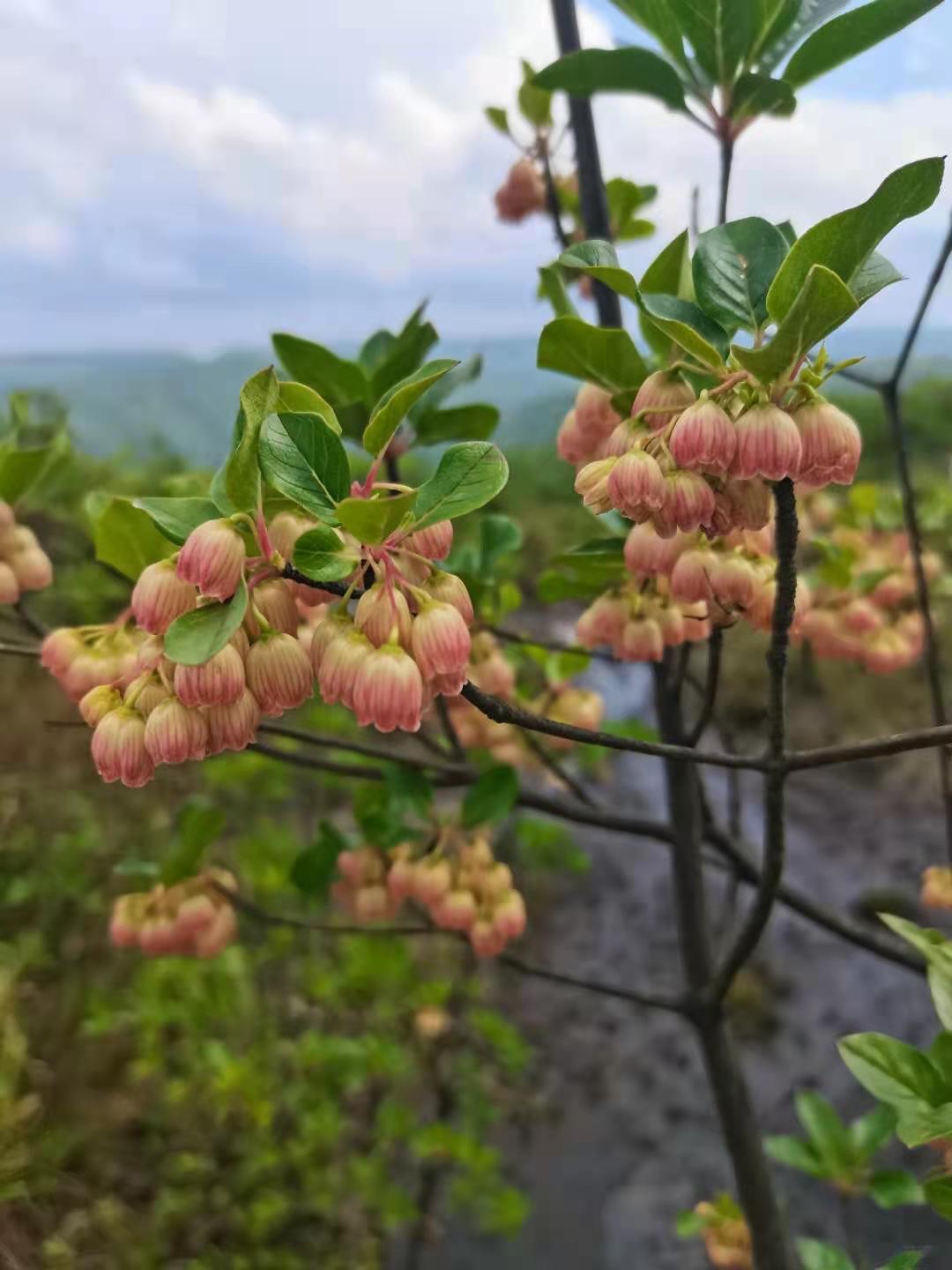 齿缘吊钟花图片