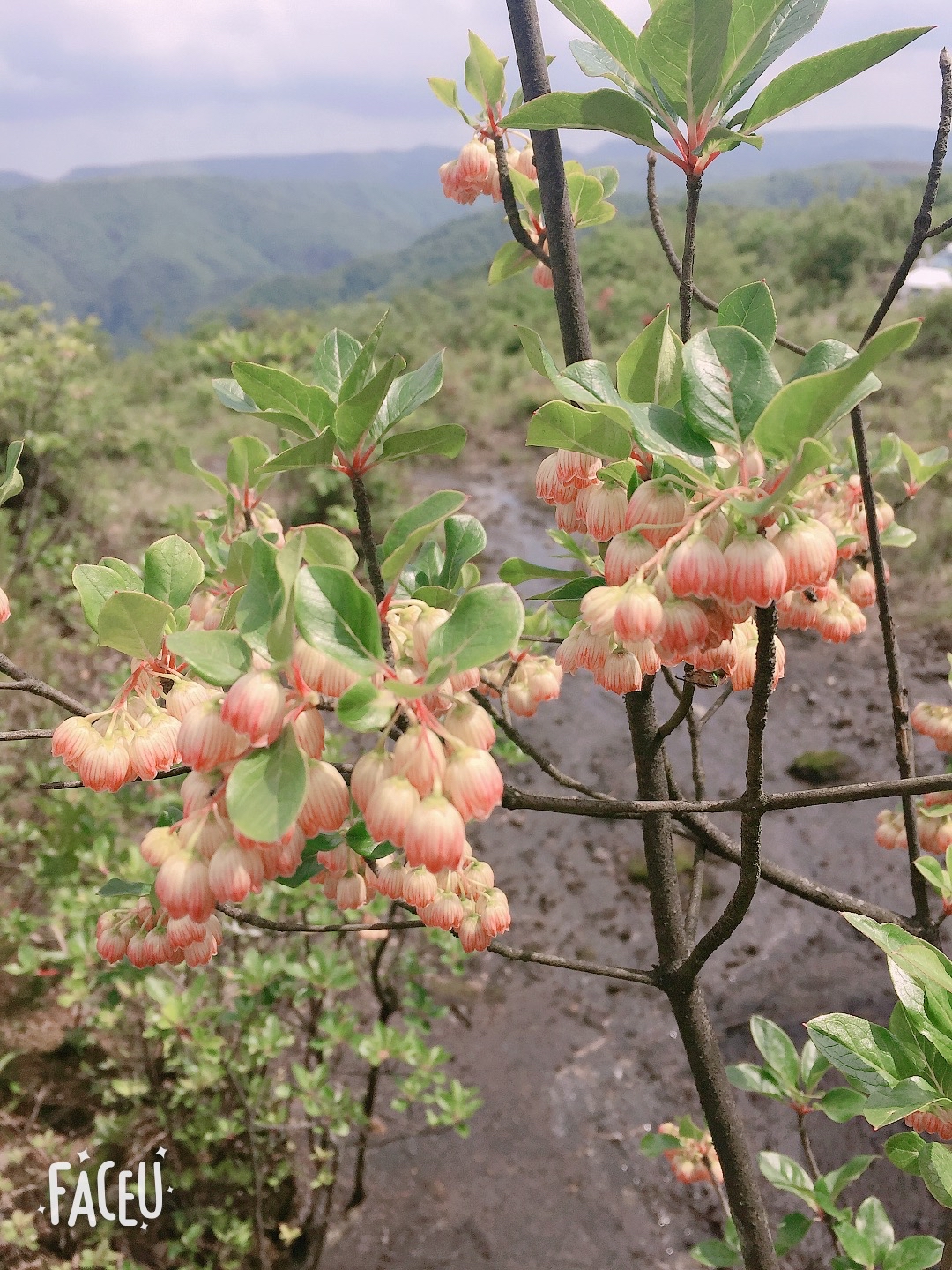 齿缘吊钟花图片