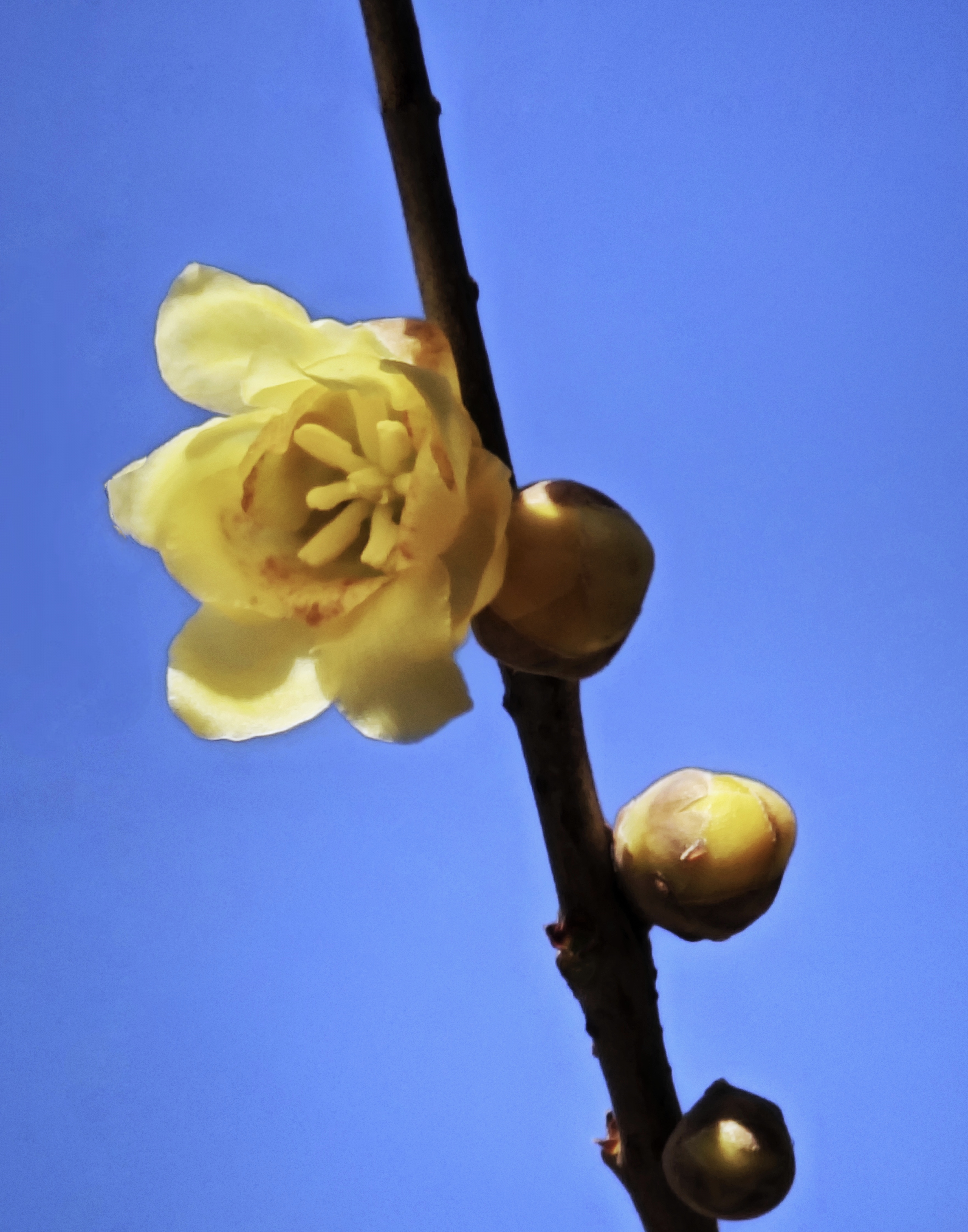 949494图中有一支黄色的梅花,花苞和已经绽放的花朵一共有8个