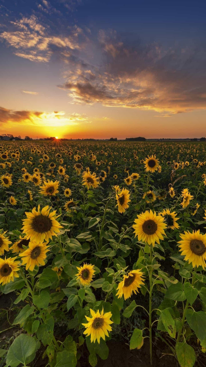 【火星车征名】我提"羲和".