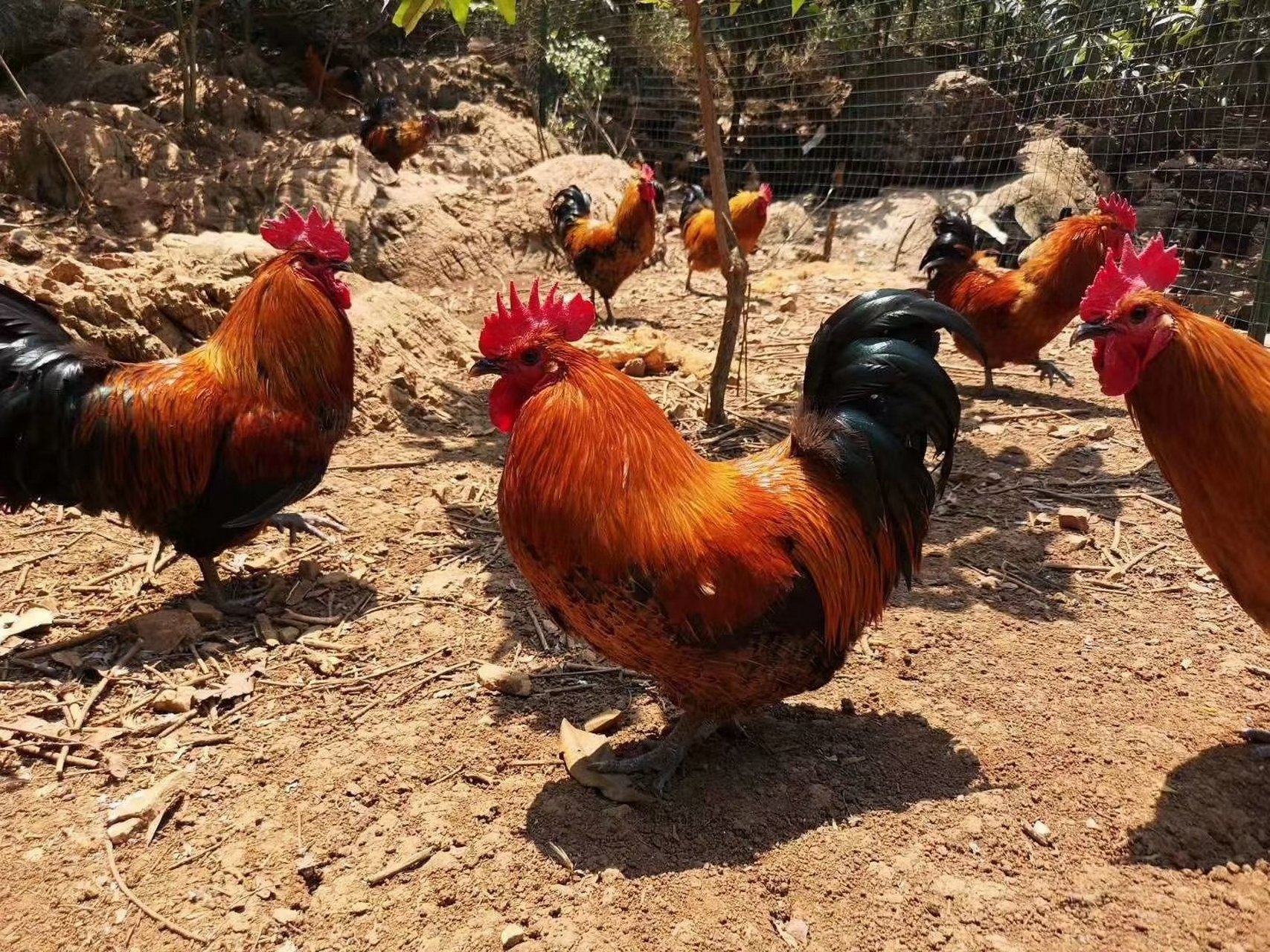 这个鸡叫矮脚鸡 贵州兴义的的特产品种 在烹饪过程中时间要长点 要不