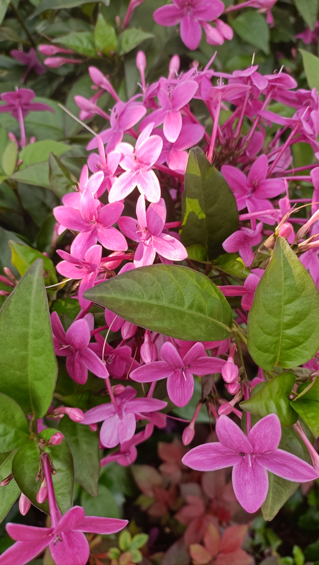 这是紫云杜鹃还是繁星花呢?