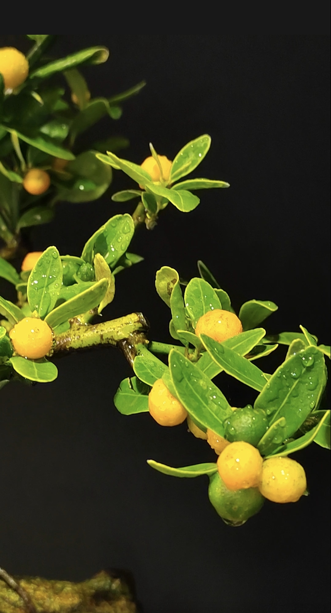 金豆是亚热带常绿的一个树种,别看它植株不是很高大,可是枝干仓古遒劲