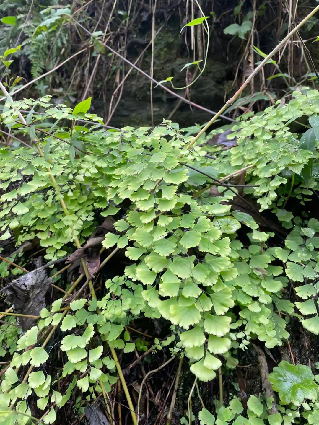 它的叶子形状特别好看,有点像银杏叶,我当时就想,要是挖回去做成盆景