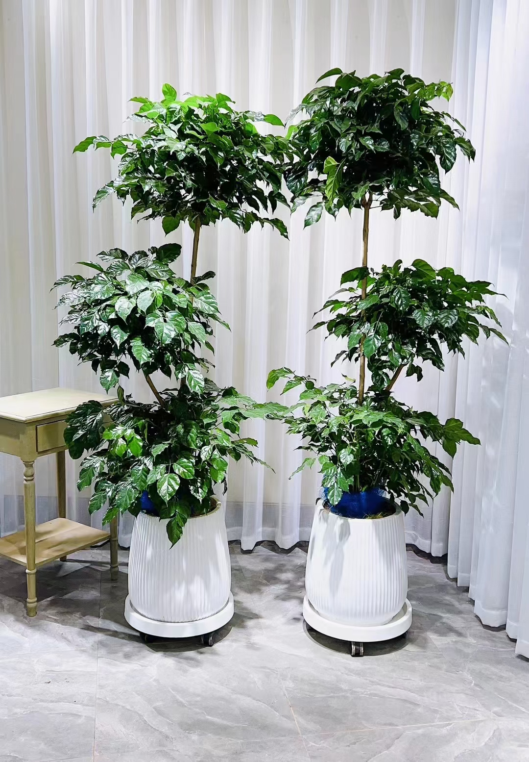 三层绿宝,长挚喜人