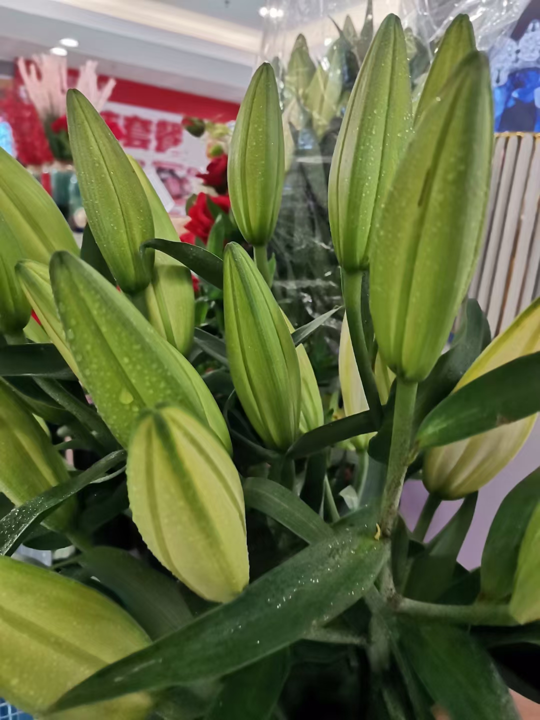 为什么它起这么好听的名字?黄金甲香水百合