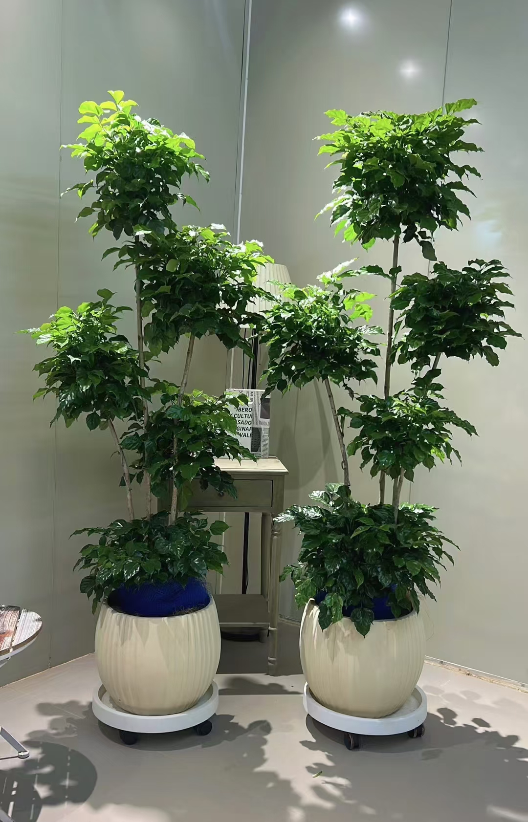 五层绿宝[得了您勒]