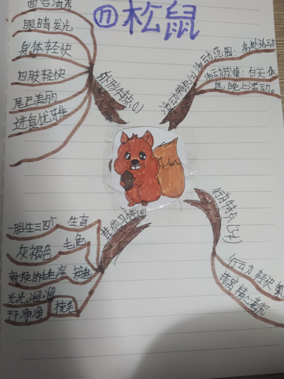 夜晚眼睛闪亮,四肢轻快穿梭林间.灰褐色毛发光泽诱人,尾巴美丽摇曳