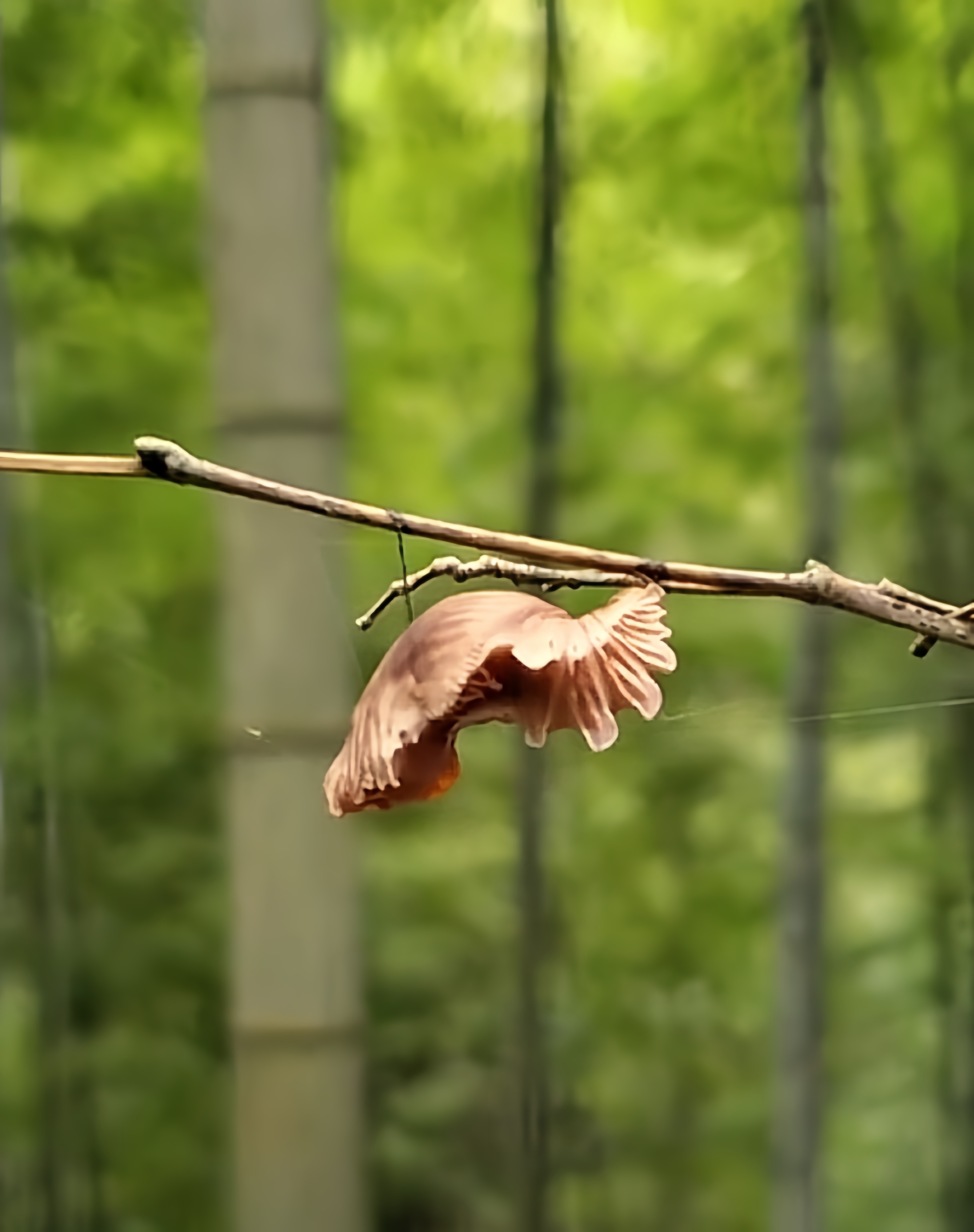 吊死鬼植物图片图片