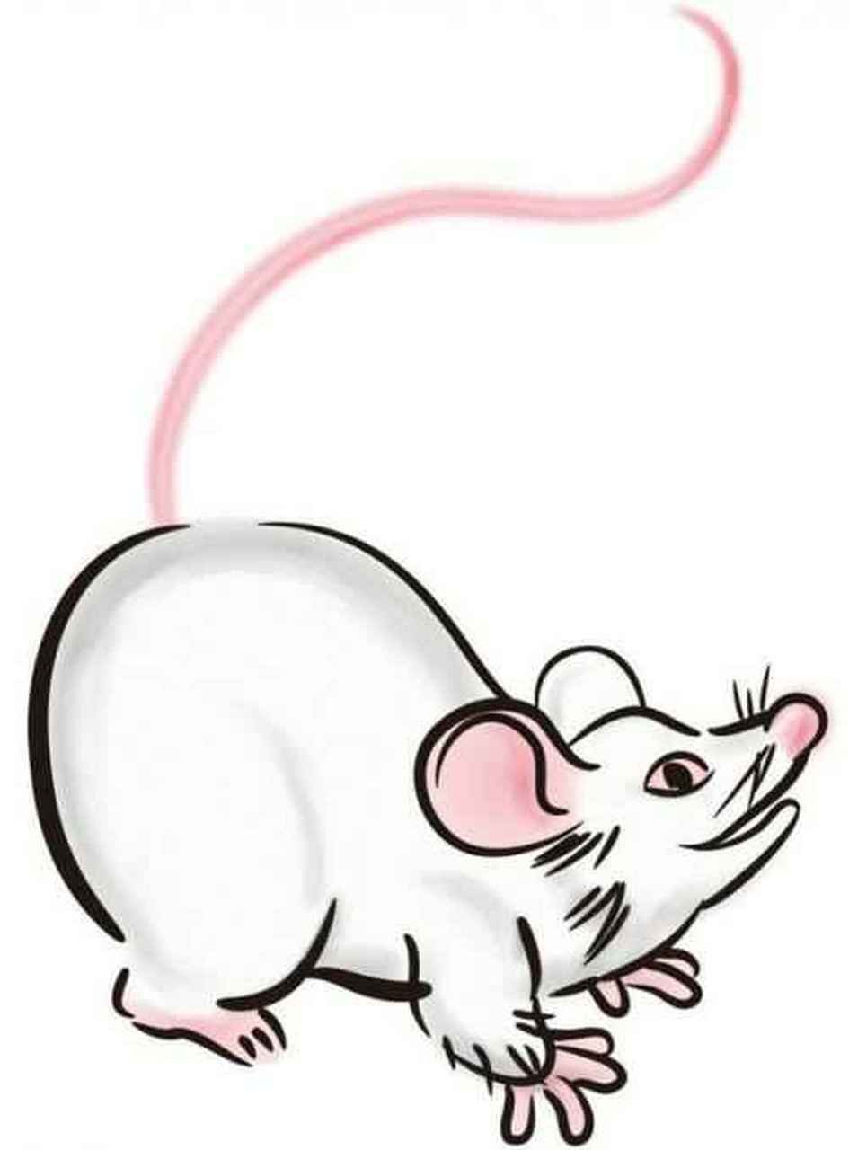 生肖鼠的孩子取名字部首应带有 :人字  宀字环境良好,名利双收 清雅