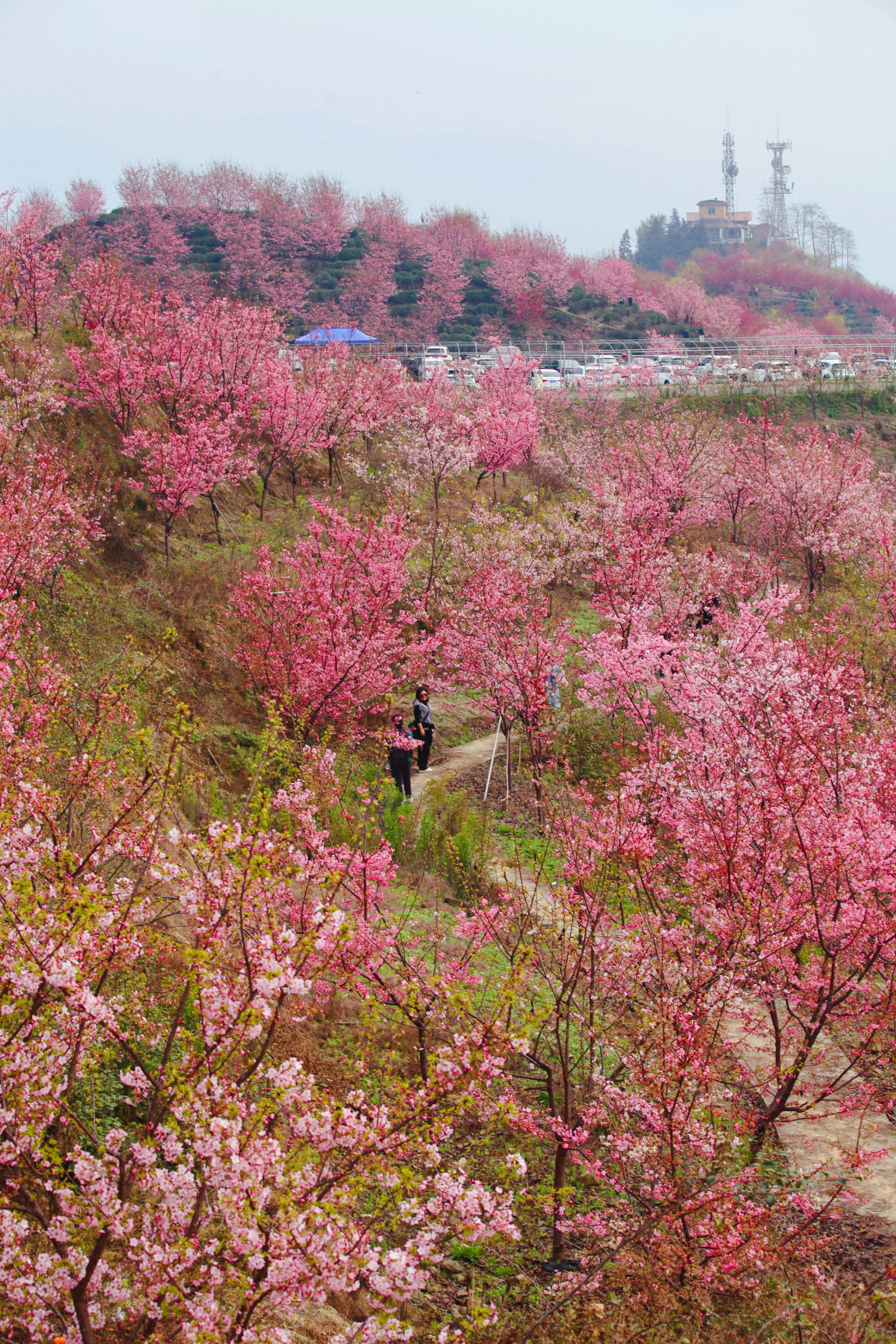 重庆樱花山公园图片