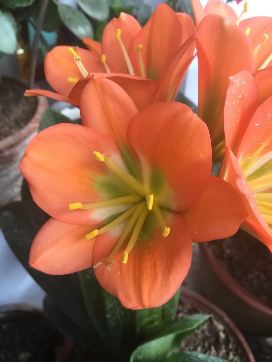 请您欣赏我的铜花绿心黑金刚君子兰