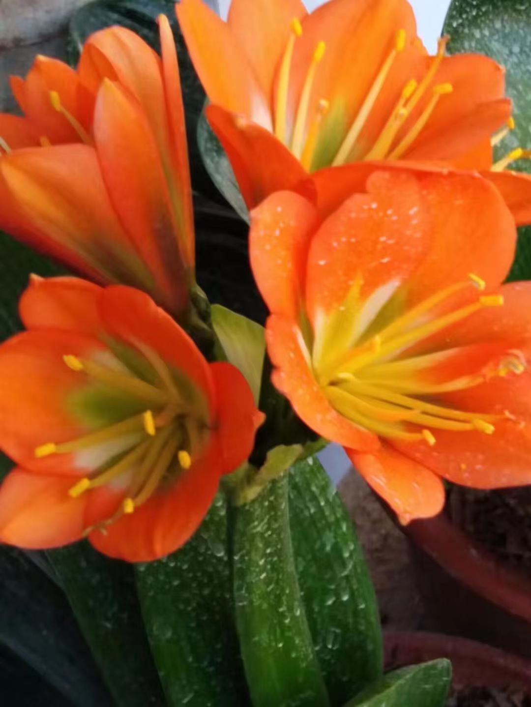 请您欣赏我的铜花绿心黑金刚君子兰