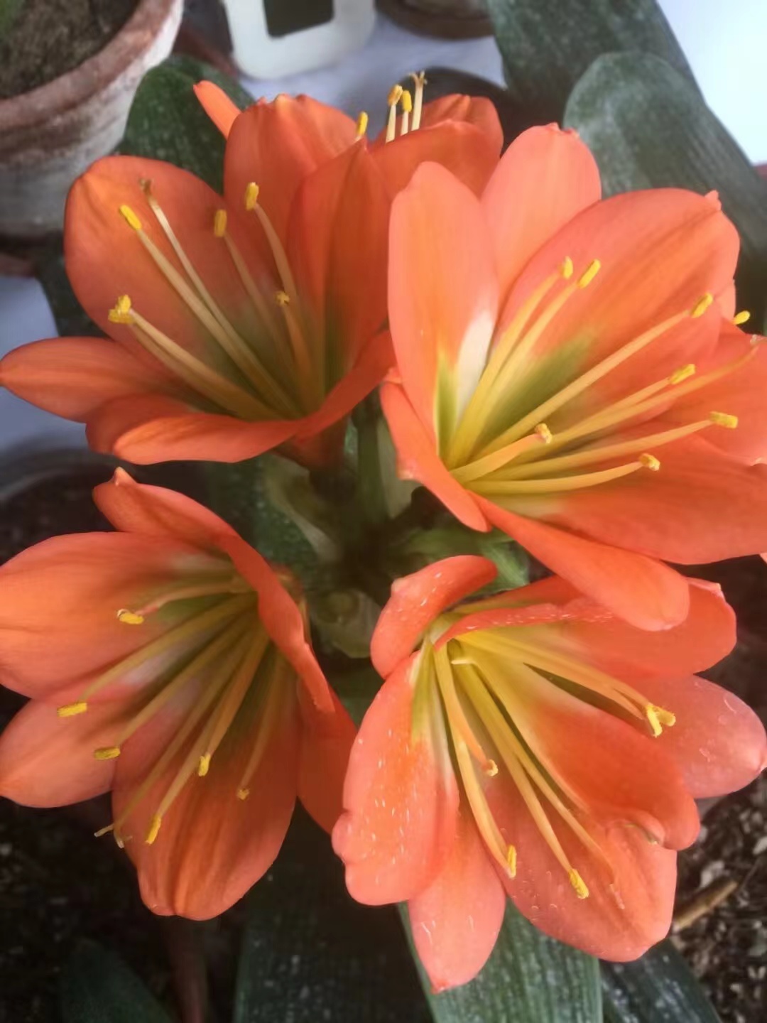 请您欣赏我的铜花绿心黑金刚君子兰