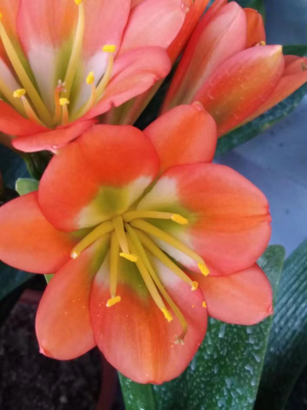 请您欣赏我的铜花绿心黑金刚君子兰