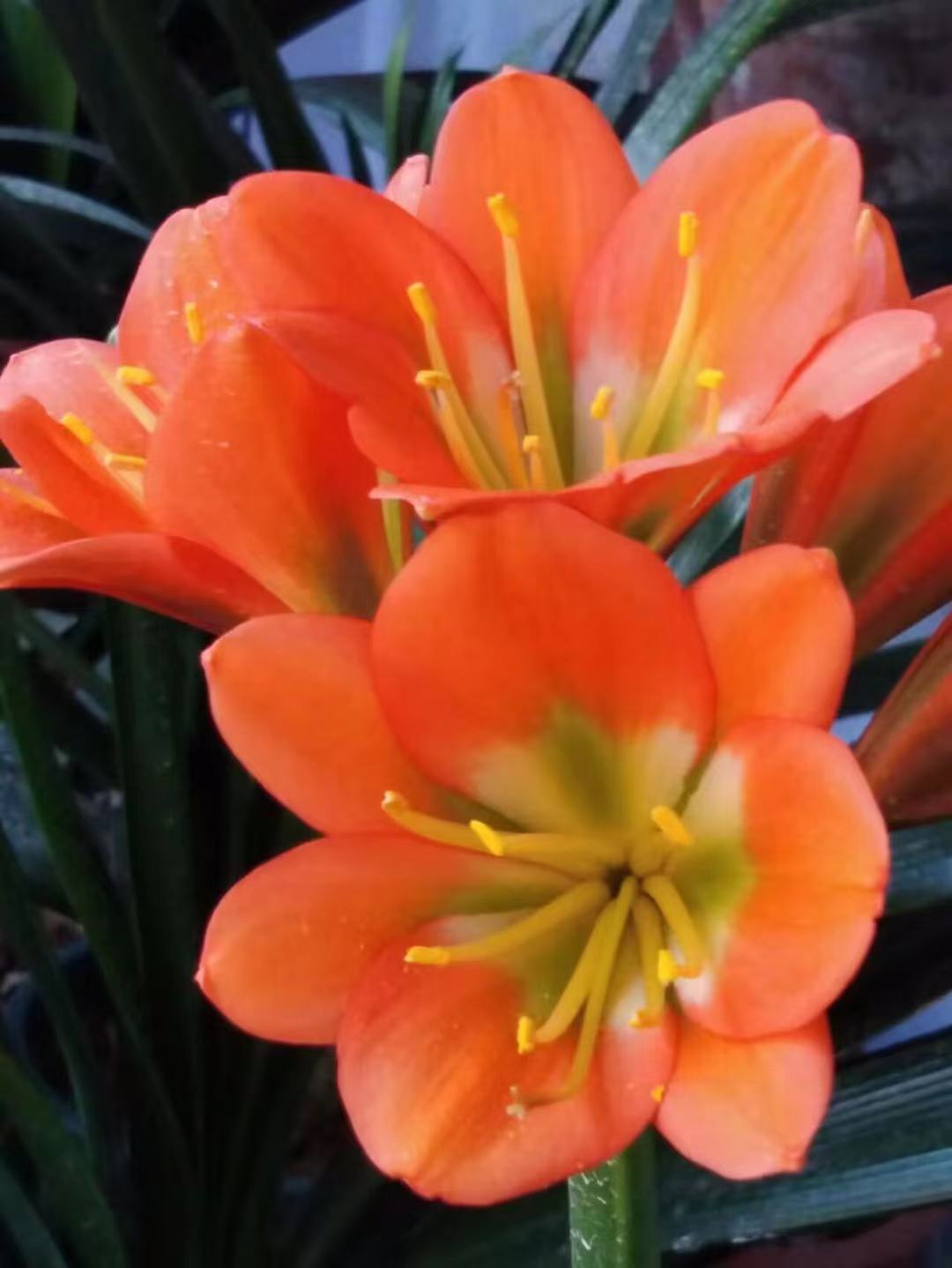 请您欣赏我的铜花绿心黑金刚君子兰