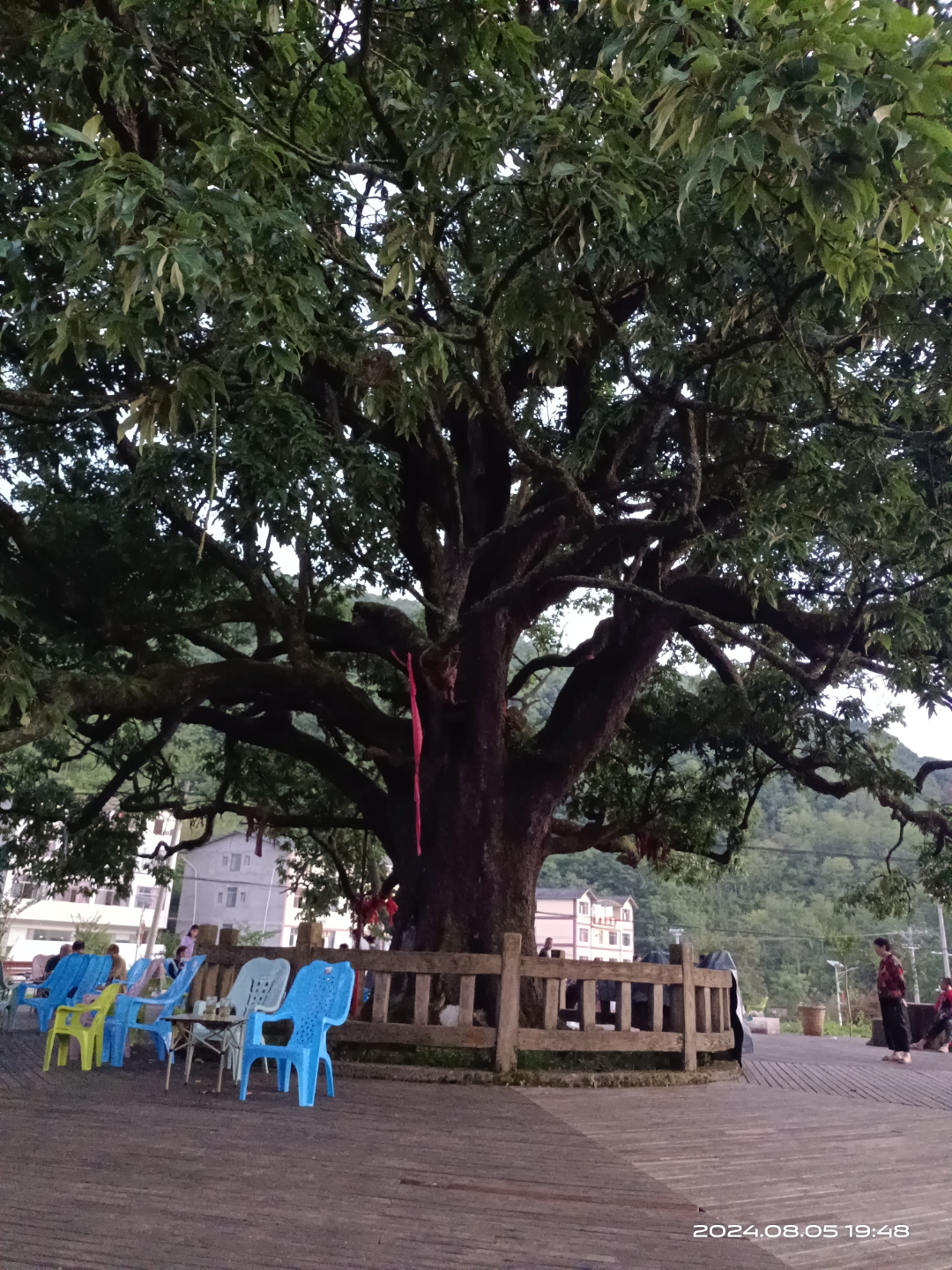 九耙树:风景这边美好!(作者 曾尚青)