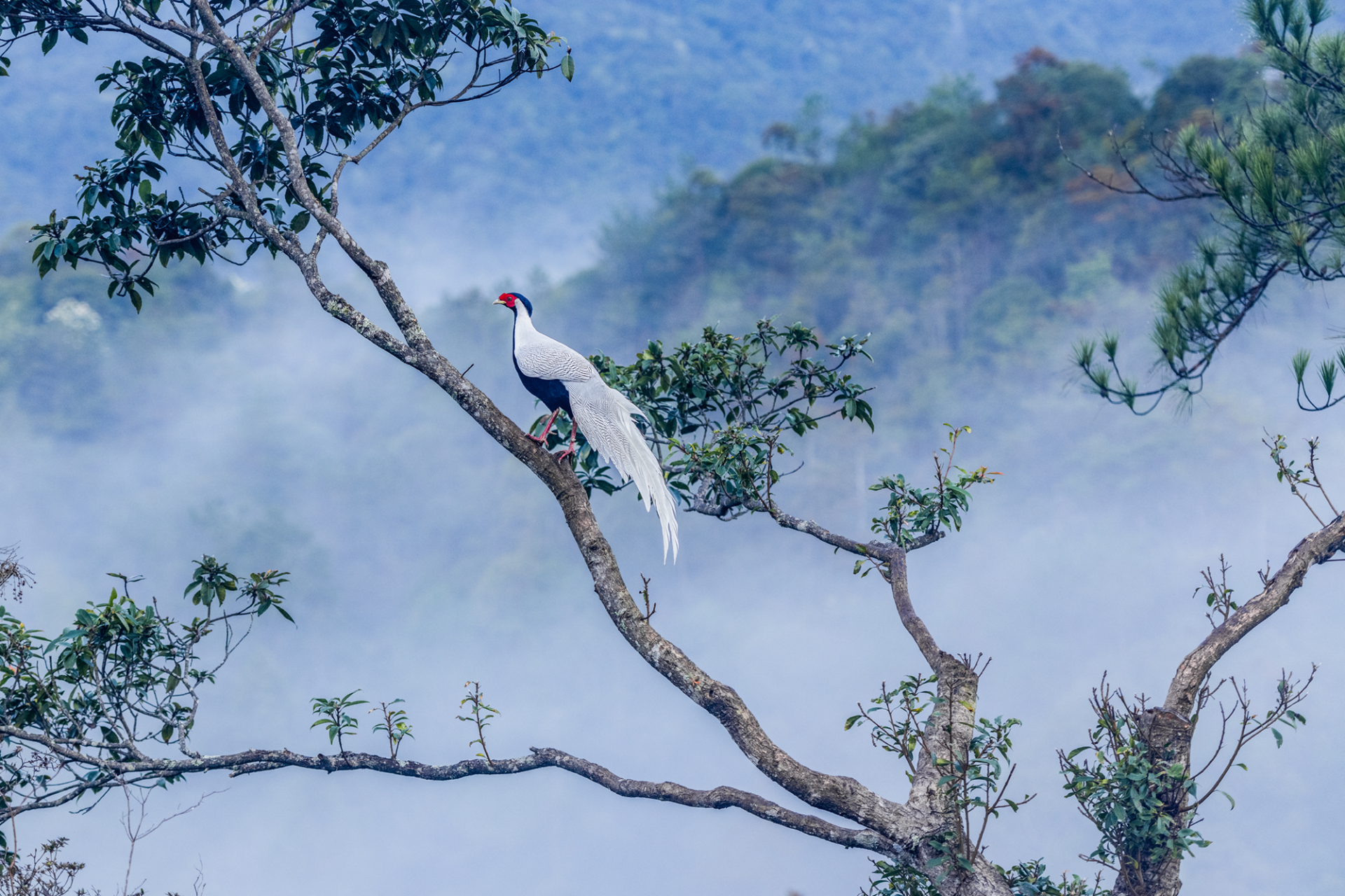经常出现云海,在蓝天白云下,山谷中云雾蒸腾,翻滚涌动,白鹇在竹林间