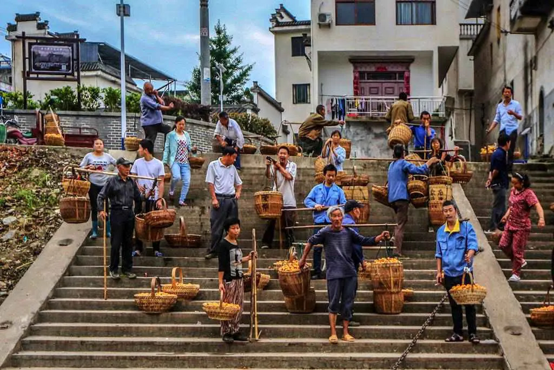 行走在歙县新安江山水画廊两岸,抬眼可见两岸漫山遍野的枇杷树,翠绿