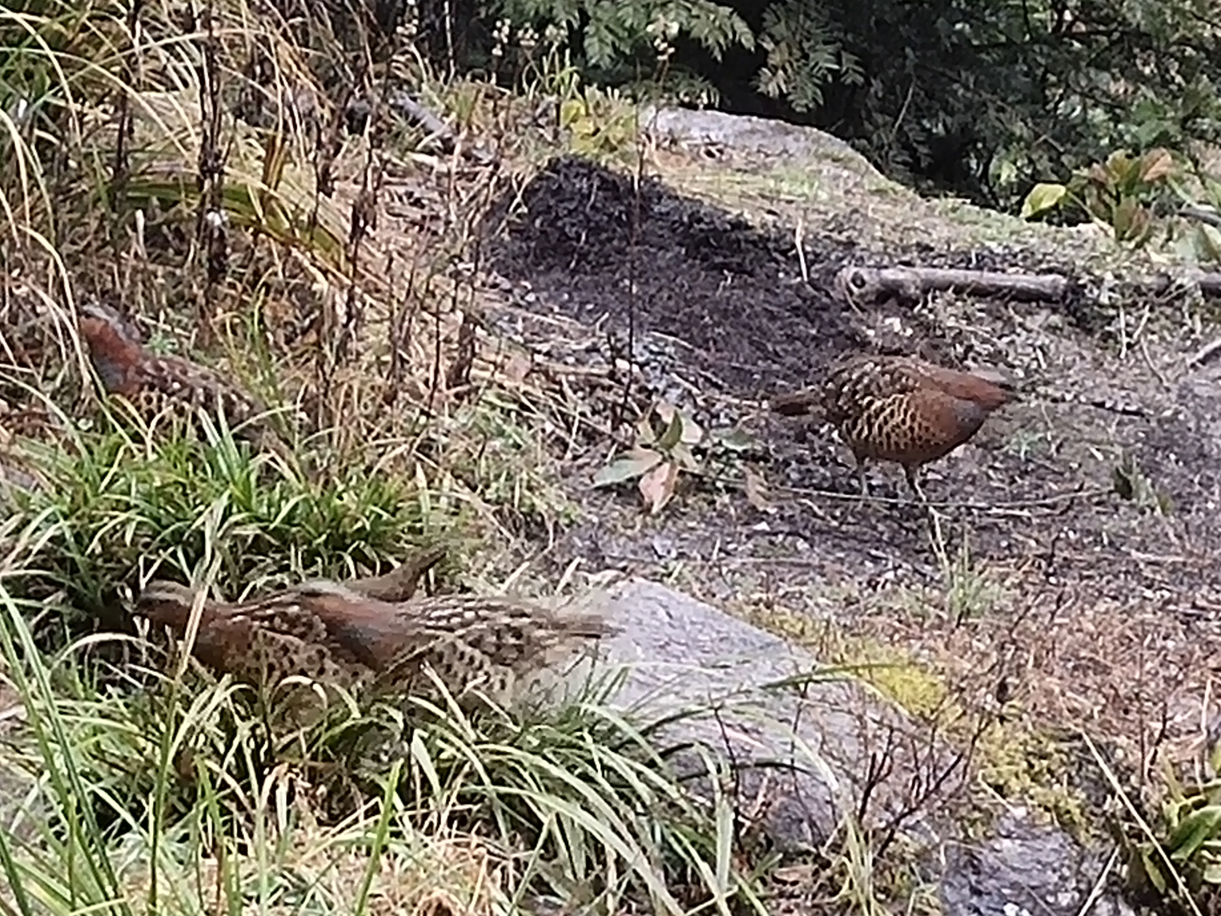 三明永安灰胸竹鸡