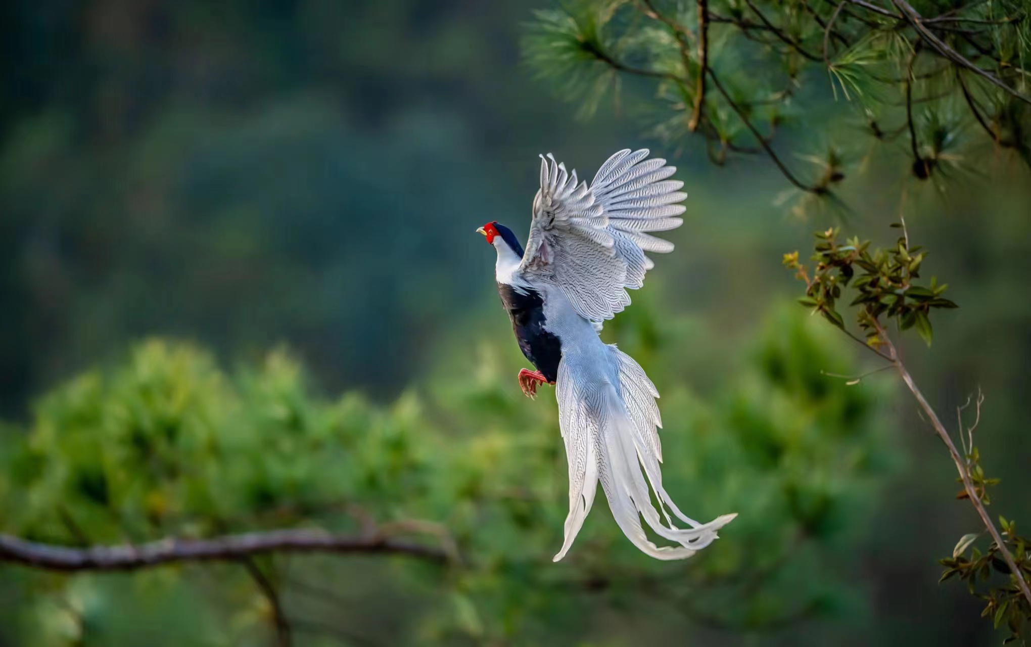 鸟类摄影爱好者都知道福建三明有"三白",即白鹇(国家二级保护野生动物