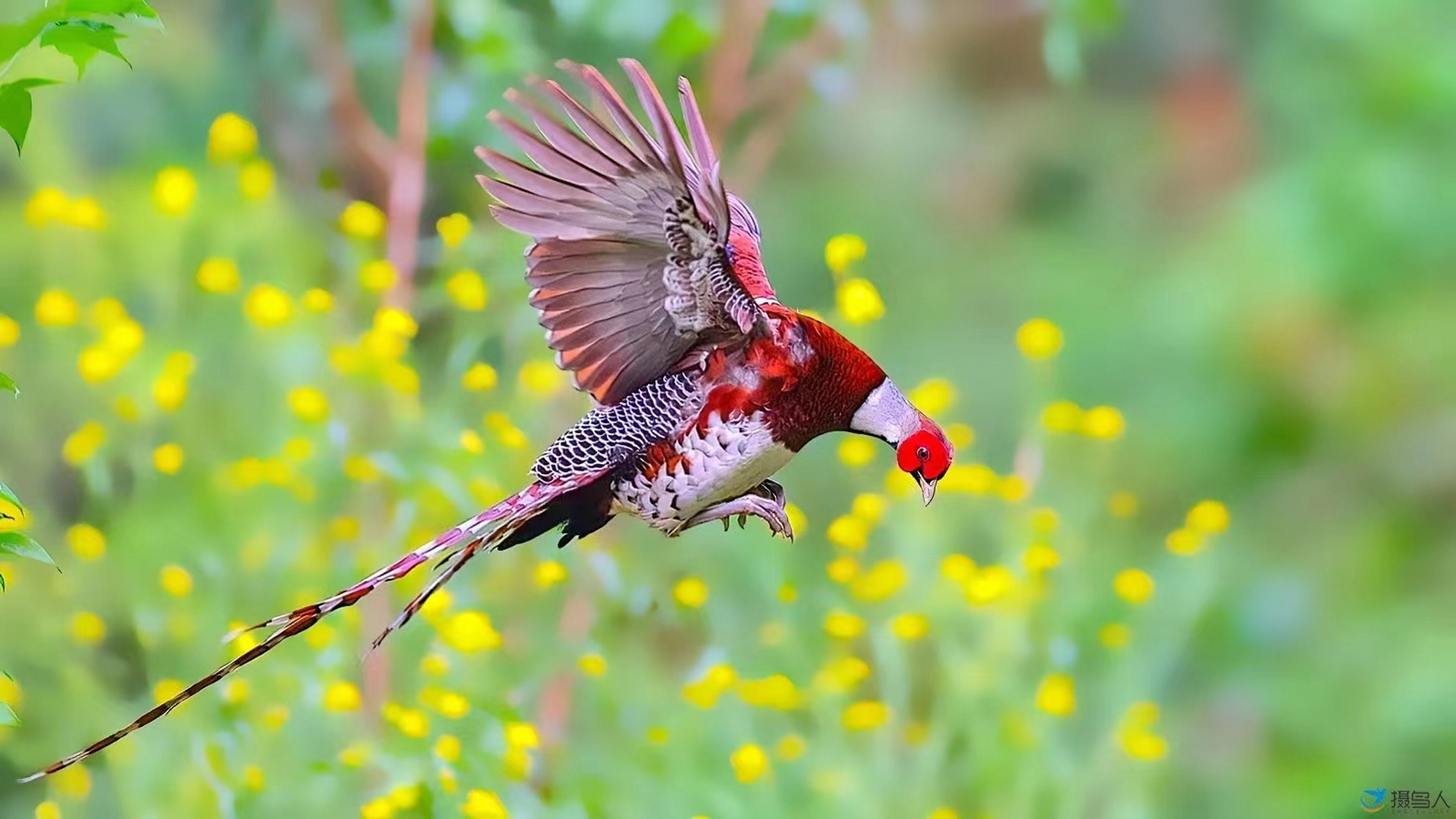 鸟类中的"大熊猫"白颈长尾雉,国家一级鸟类"林中仙子"白鹇,原生态野生