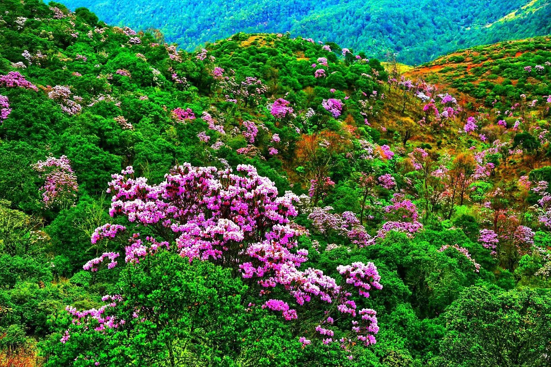 十万亩索玛花海等你来,紫的,粉的,红的,白的……各色索玛花绽放在海拔