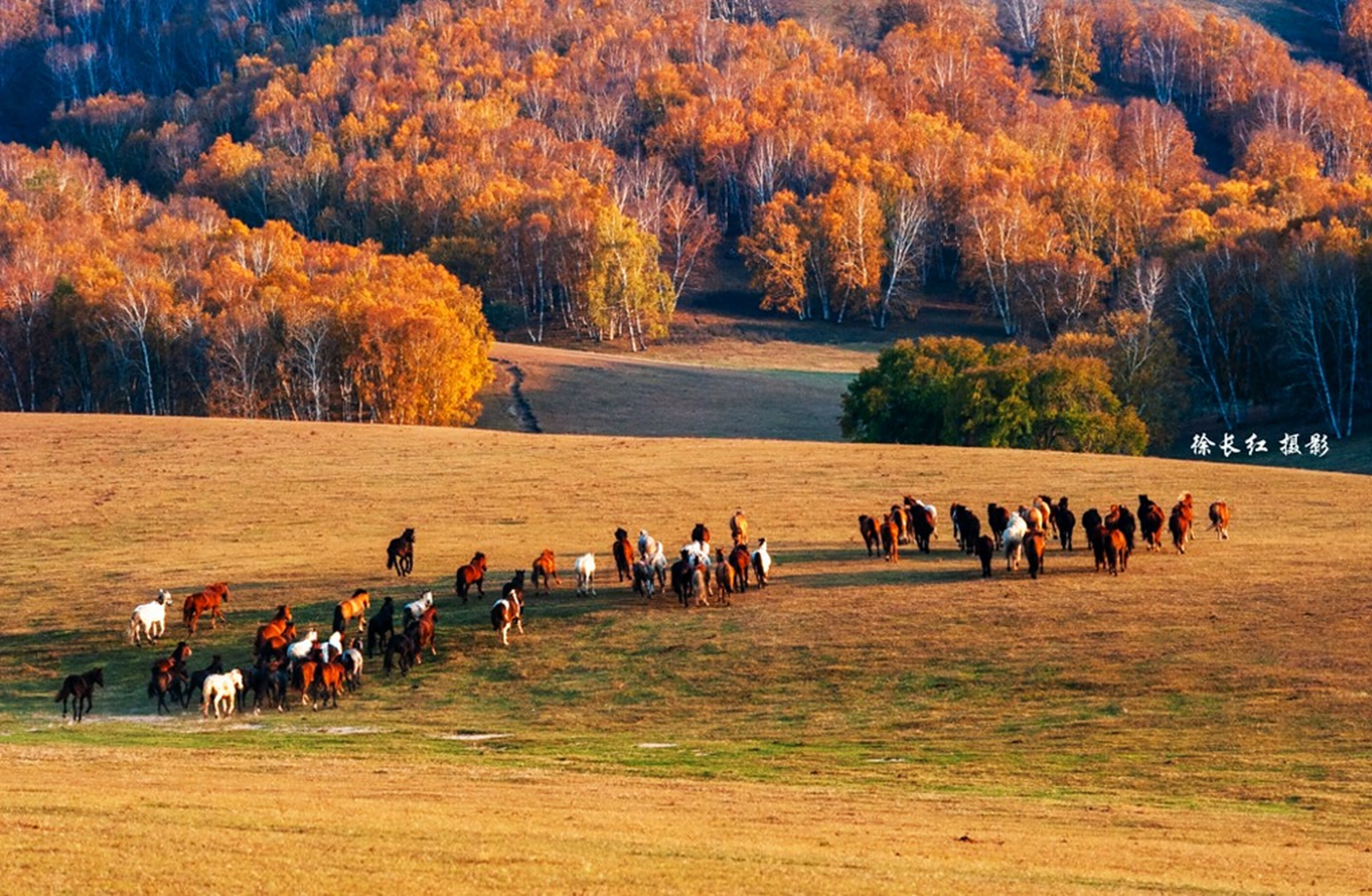 2023年金秋坝上乌兰布统草原自然风光,马牛羊,蒙古族纪实,金山岭长城