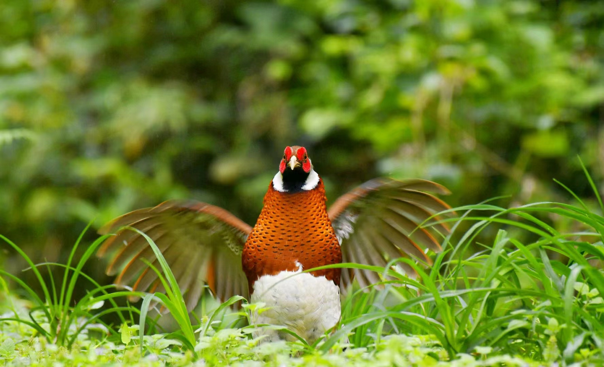 鸟类中的"大熊猫"白颈长尾雉,国家一级鸟类"林中仙子"白鹇,原生态野生