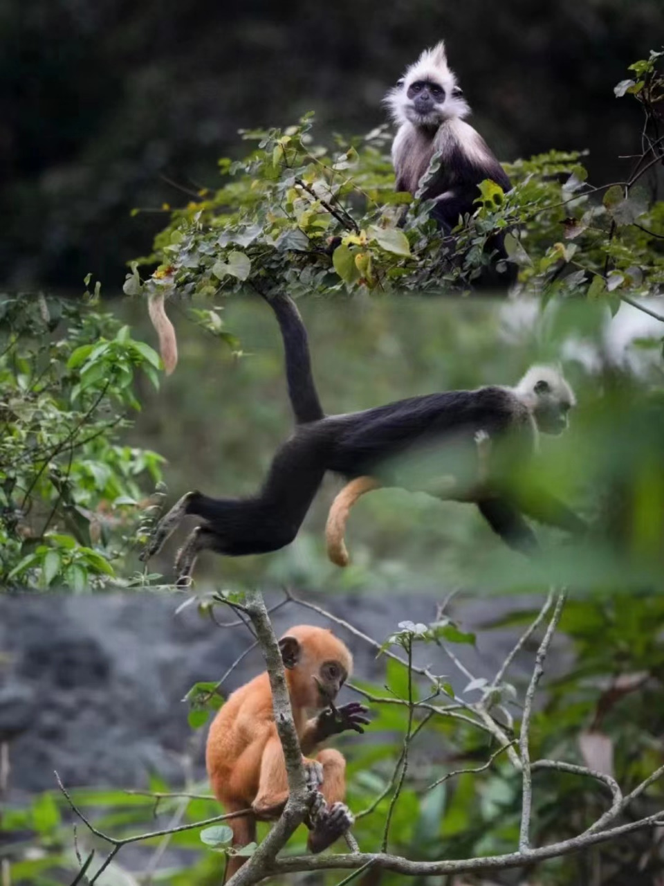 崇左白头叶猴国家级自然保护区位于崇左东南方向30公里,板利,罗白两乡