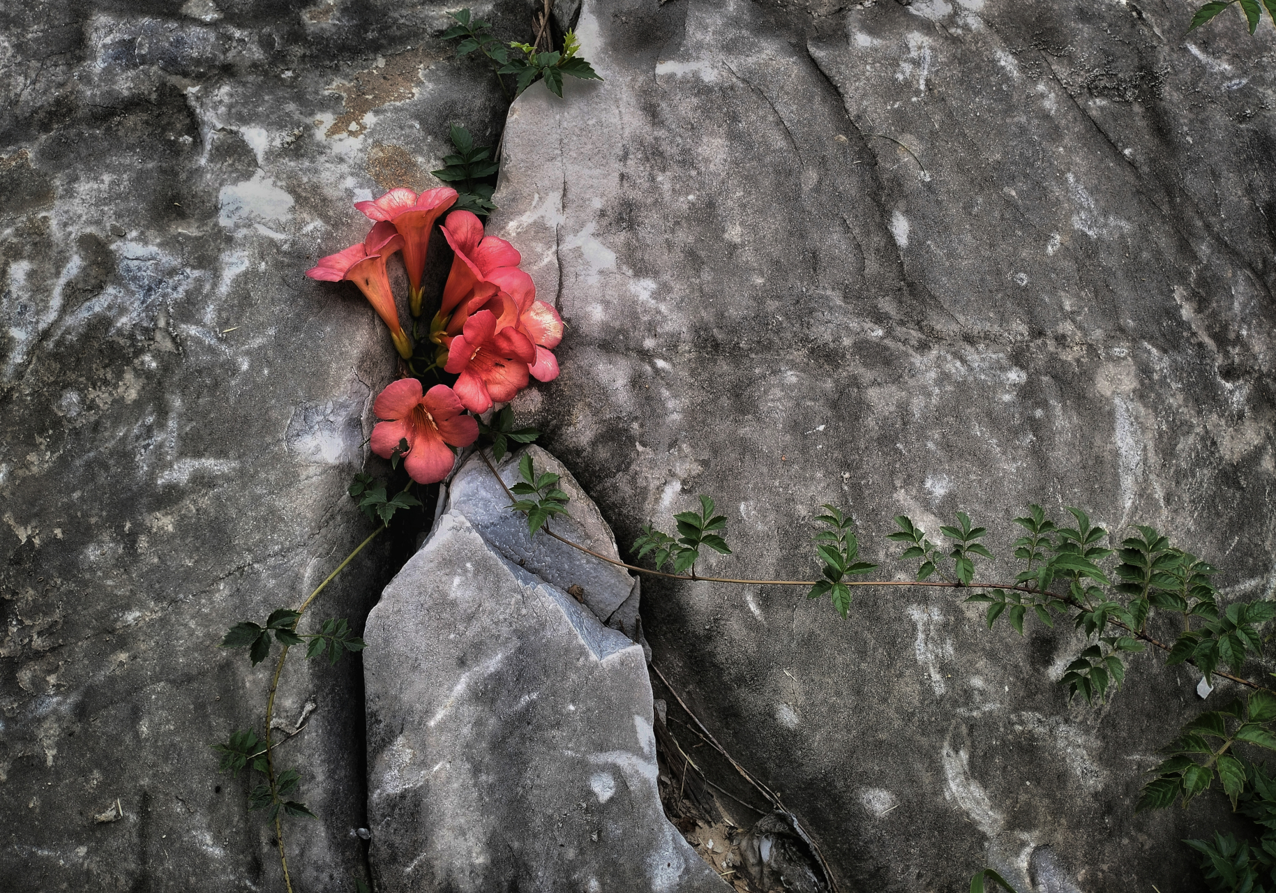 《开在石头上的花》徐长红oppo手机摄影