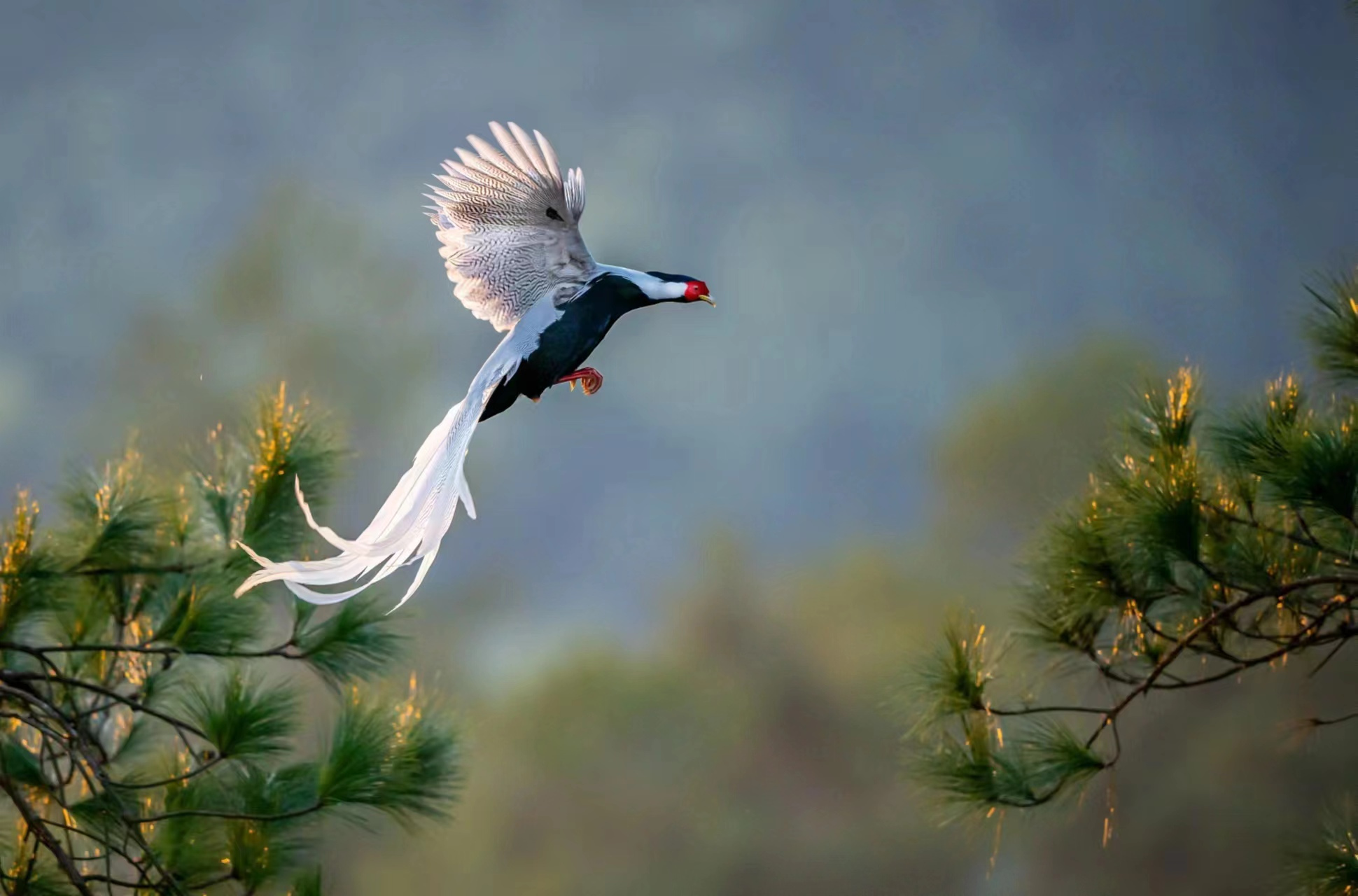 鸟类摄影爱好者都知道福建三明有"三白",即白鹇(国家二级保护野生动物