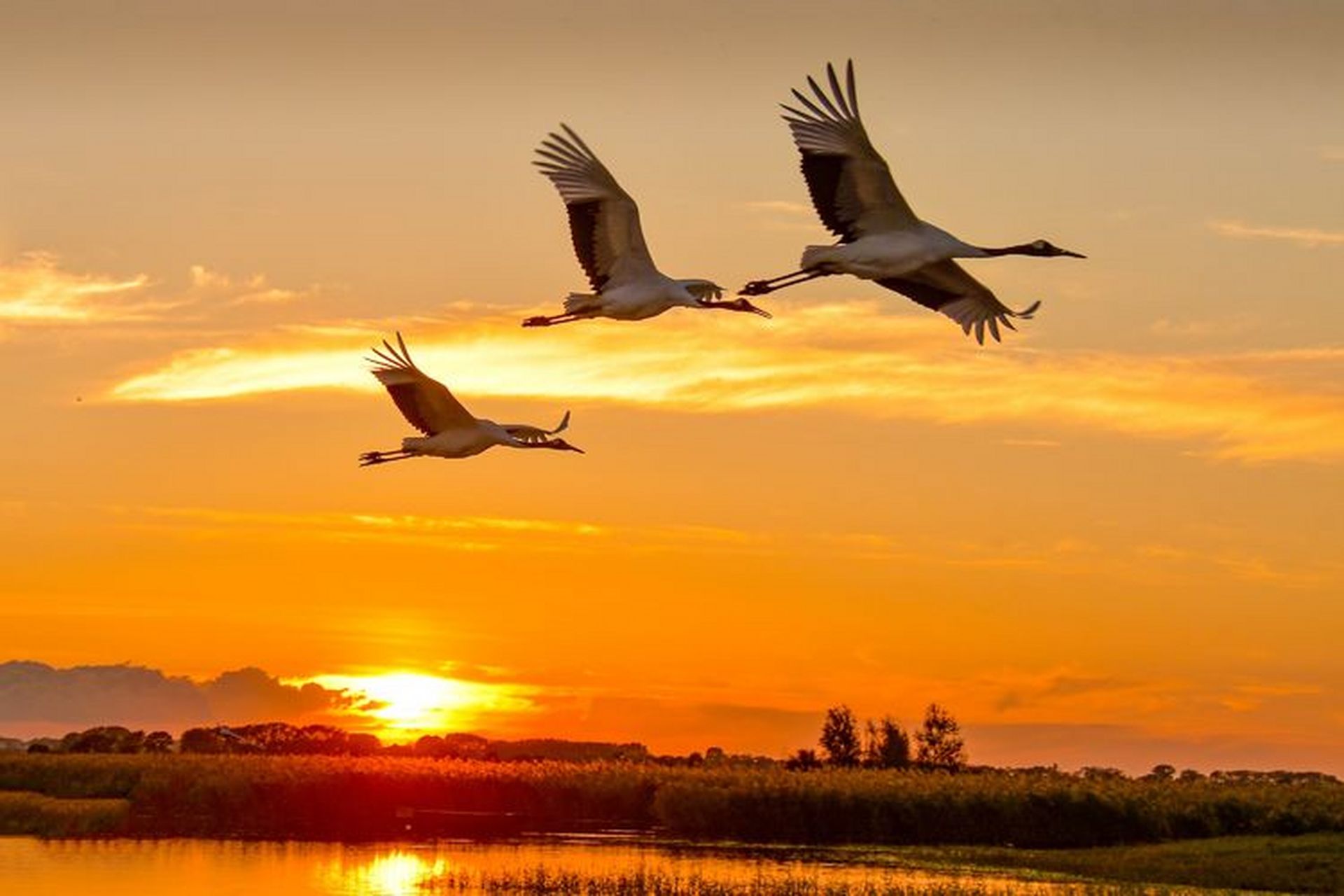 "鹤舞飞翔,我心飞扬;仙鹤鹤唳,我心思量"这里是早期央视播放的一部mv